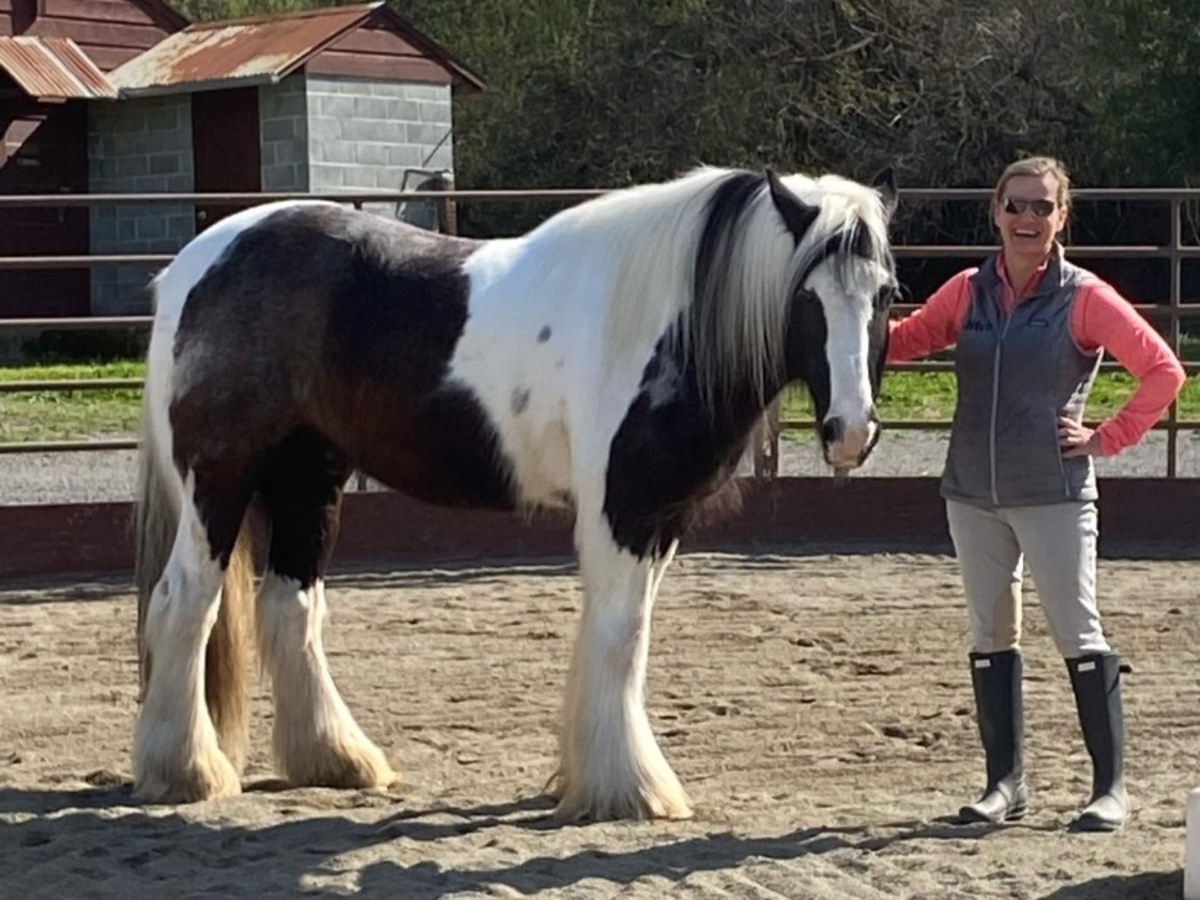 Equine Leadership Option