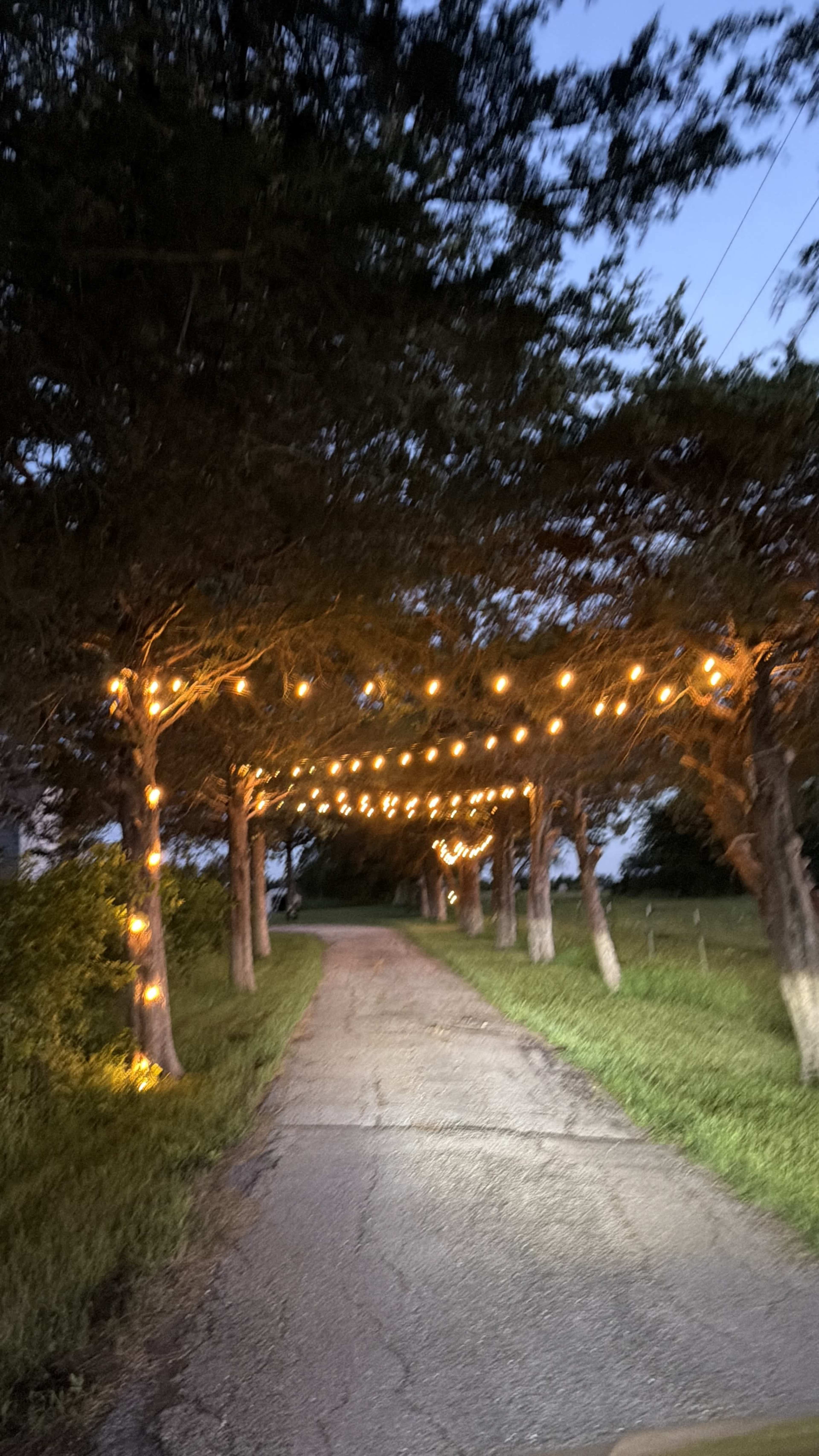 A gravel road adorned with string lights hangs between trees, creating a canopy effect during twilight.