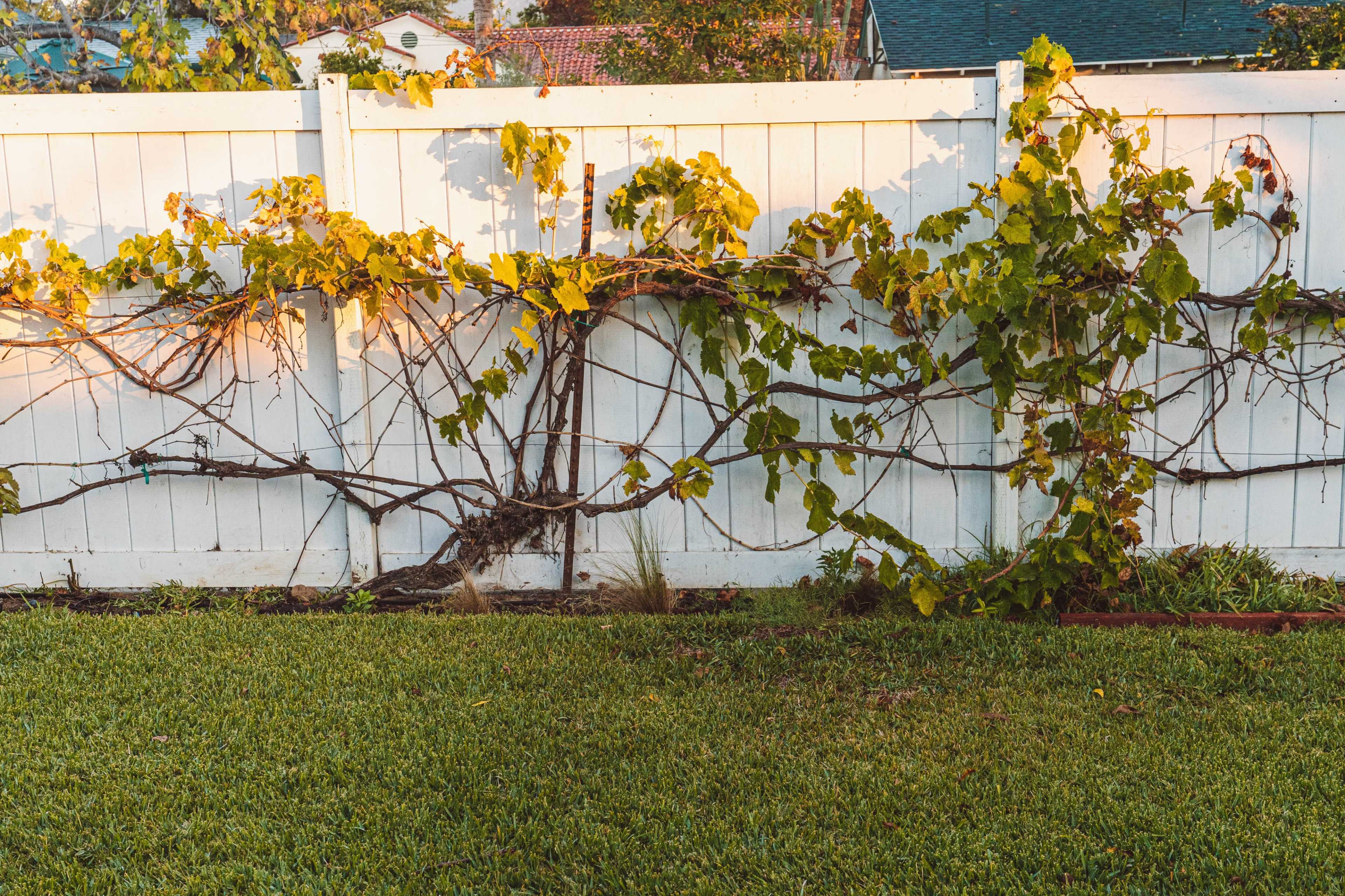 A white wooden fence is adorned with climbing vines and grape leaves, casting shadows in the evening light.