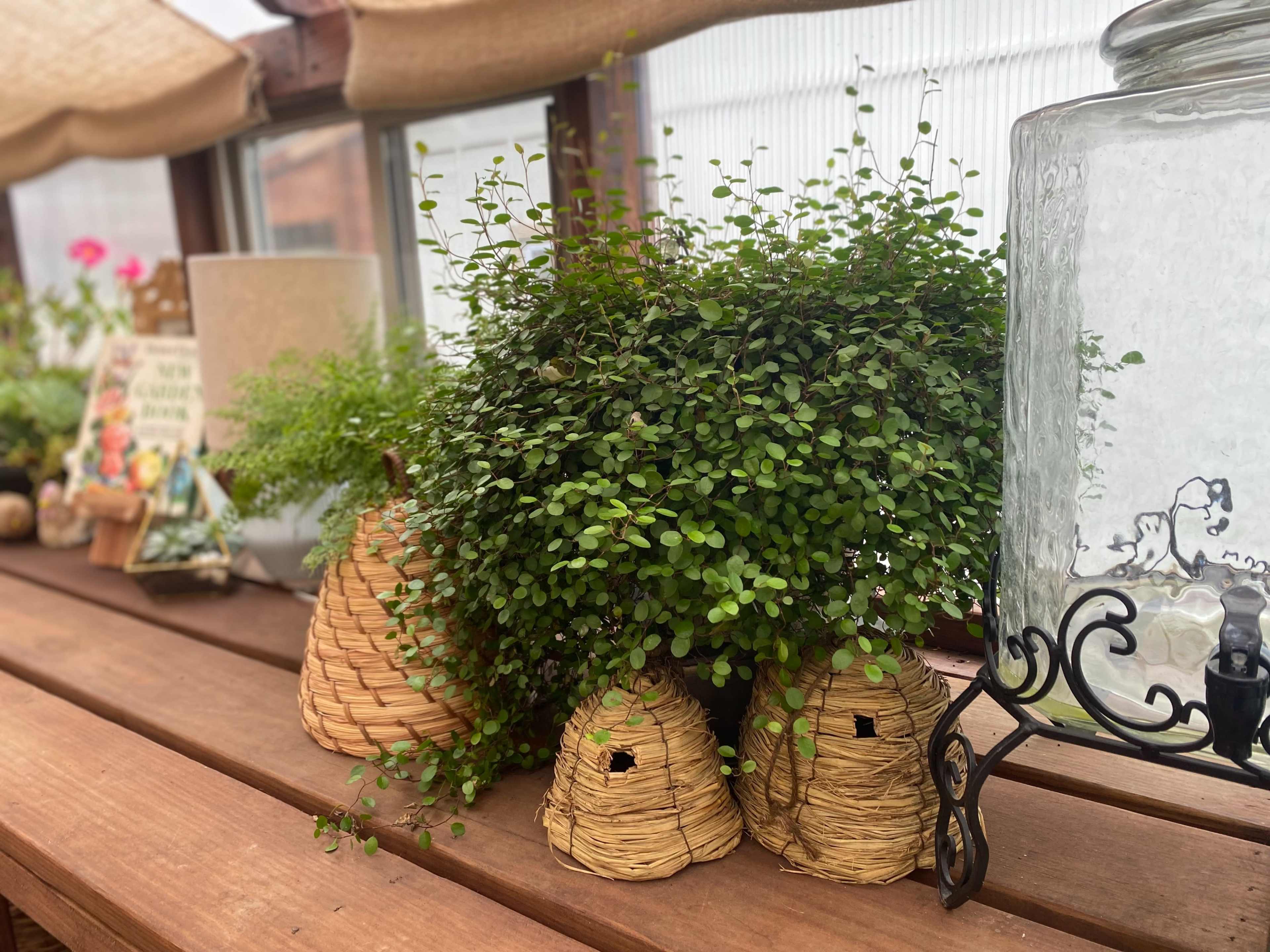 The image shows three woven plant containers filled with lush green foliage, placed on a wooden table alongside a glass jar.