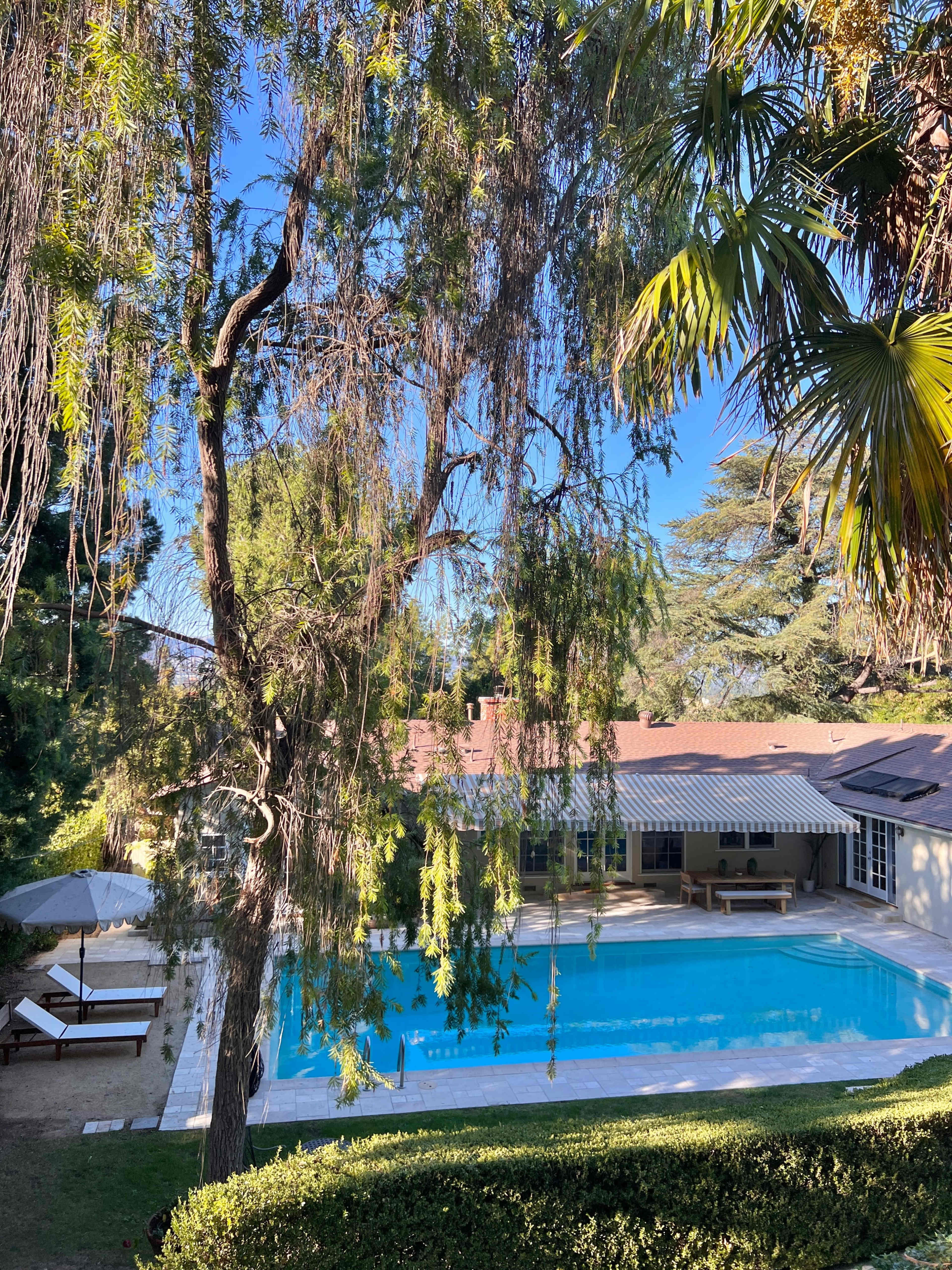 A swimming pool surrounded by greenery and lounge chairs, with a house in the background.