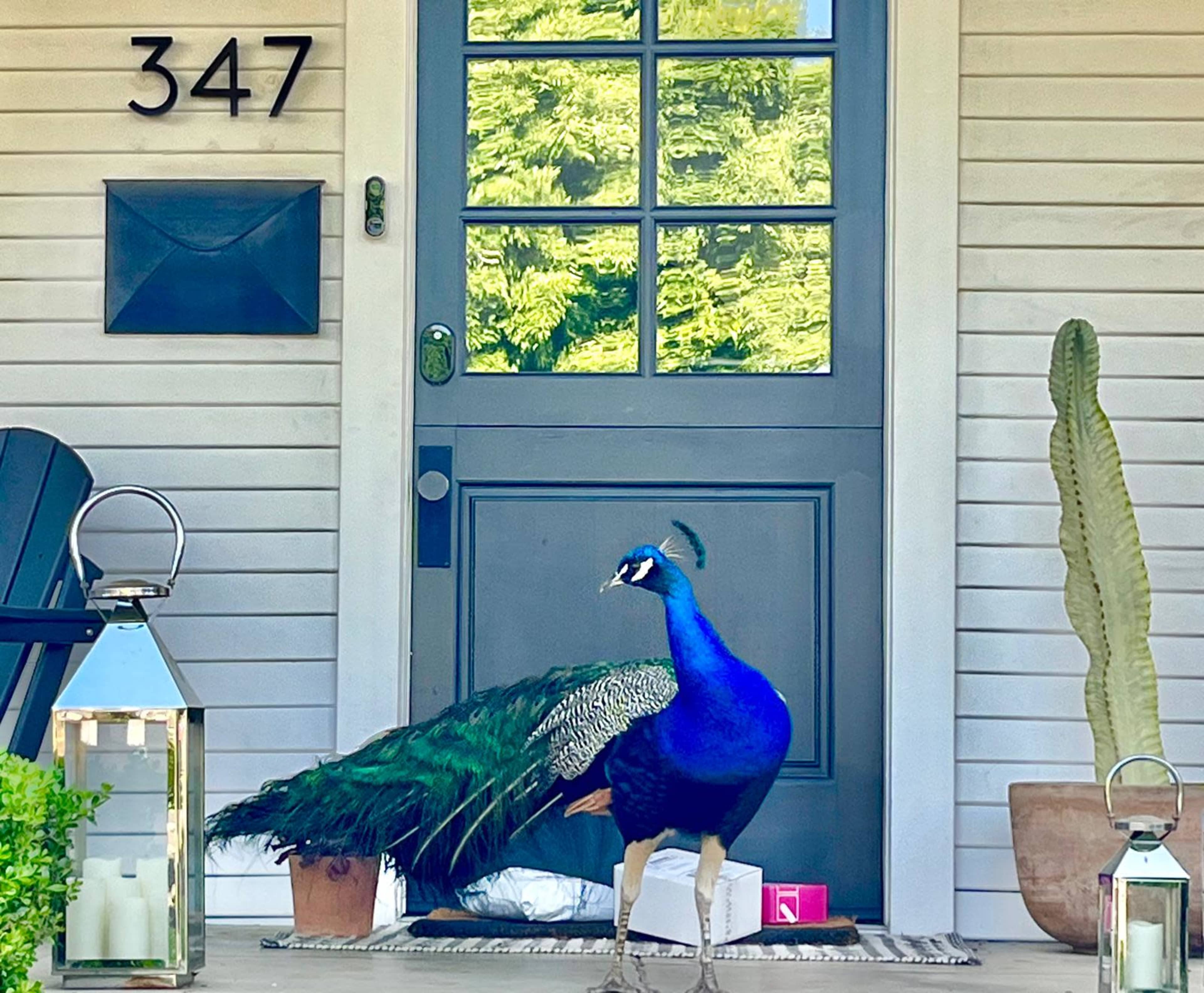 A peacock stands on a doormat in front of a gray door with a glass panel, next to a lantern and a potted cactus.