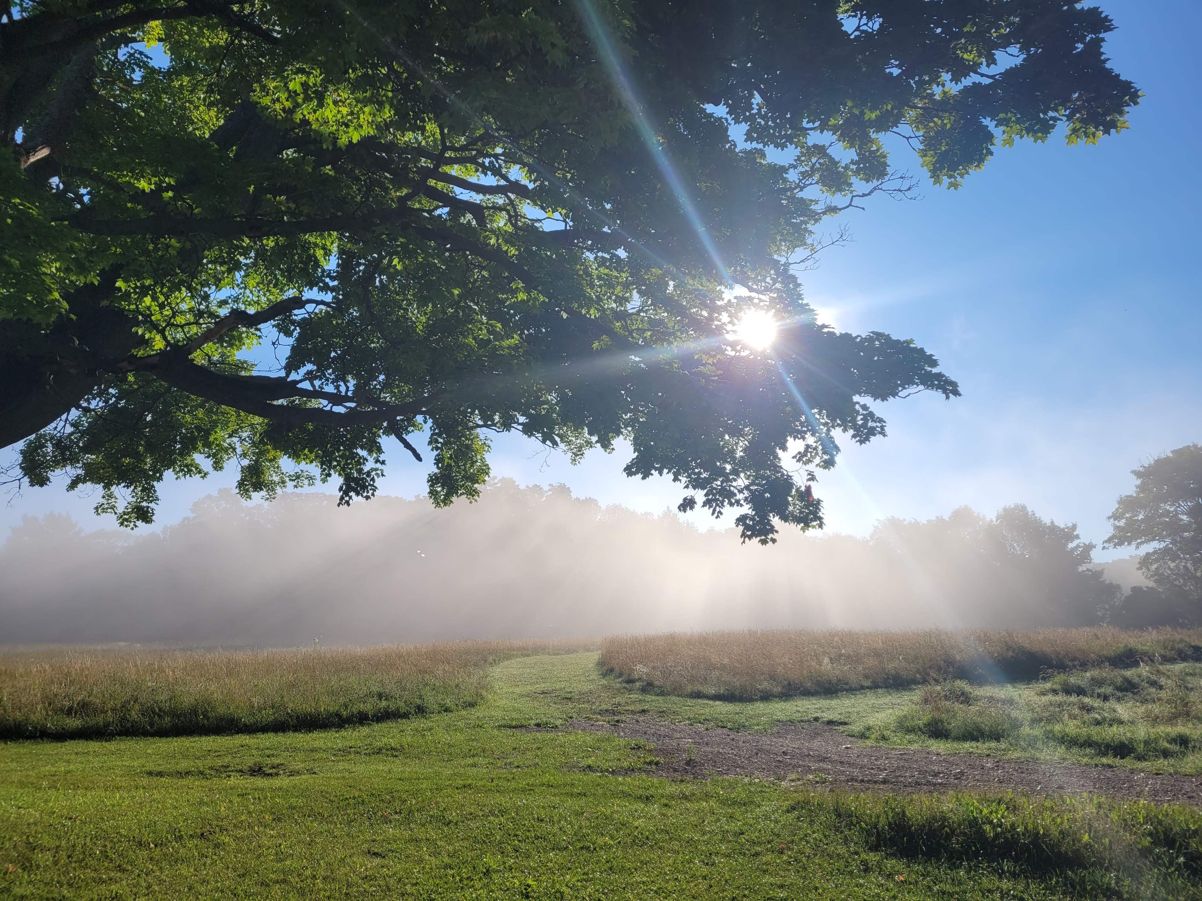 A sunbeam filters through a large tree, illuminating a foggy field with a path leading into the distance.