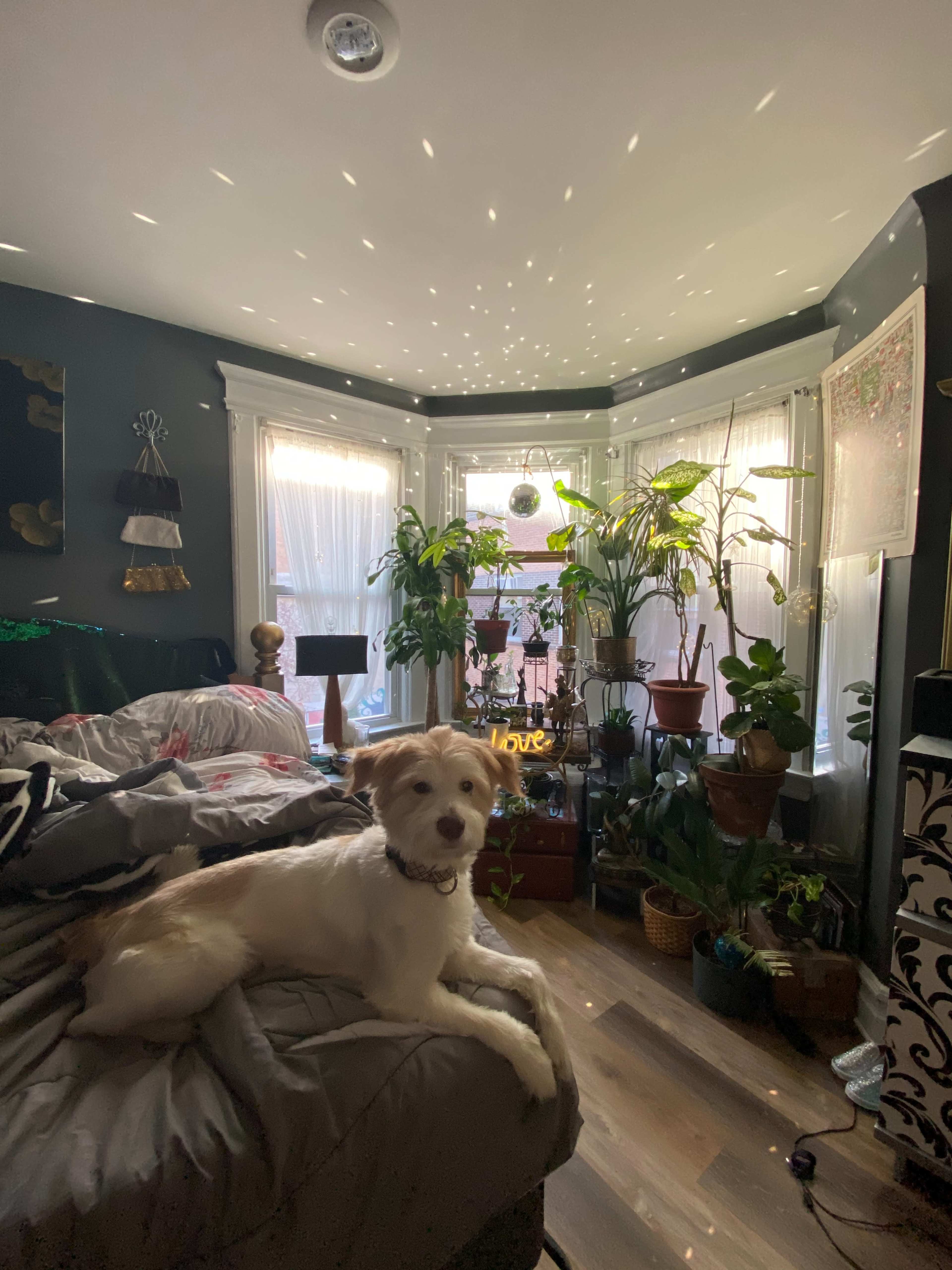 A light-colored dog sits on a bed in a room filled with various indoor plants and windows.