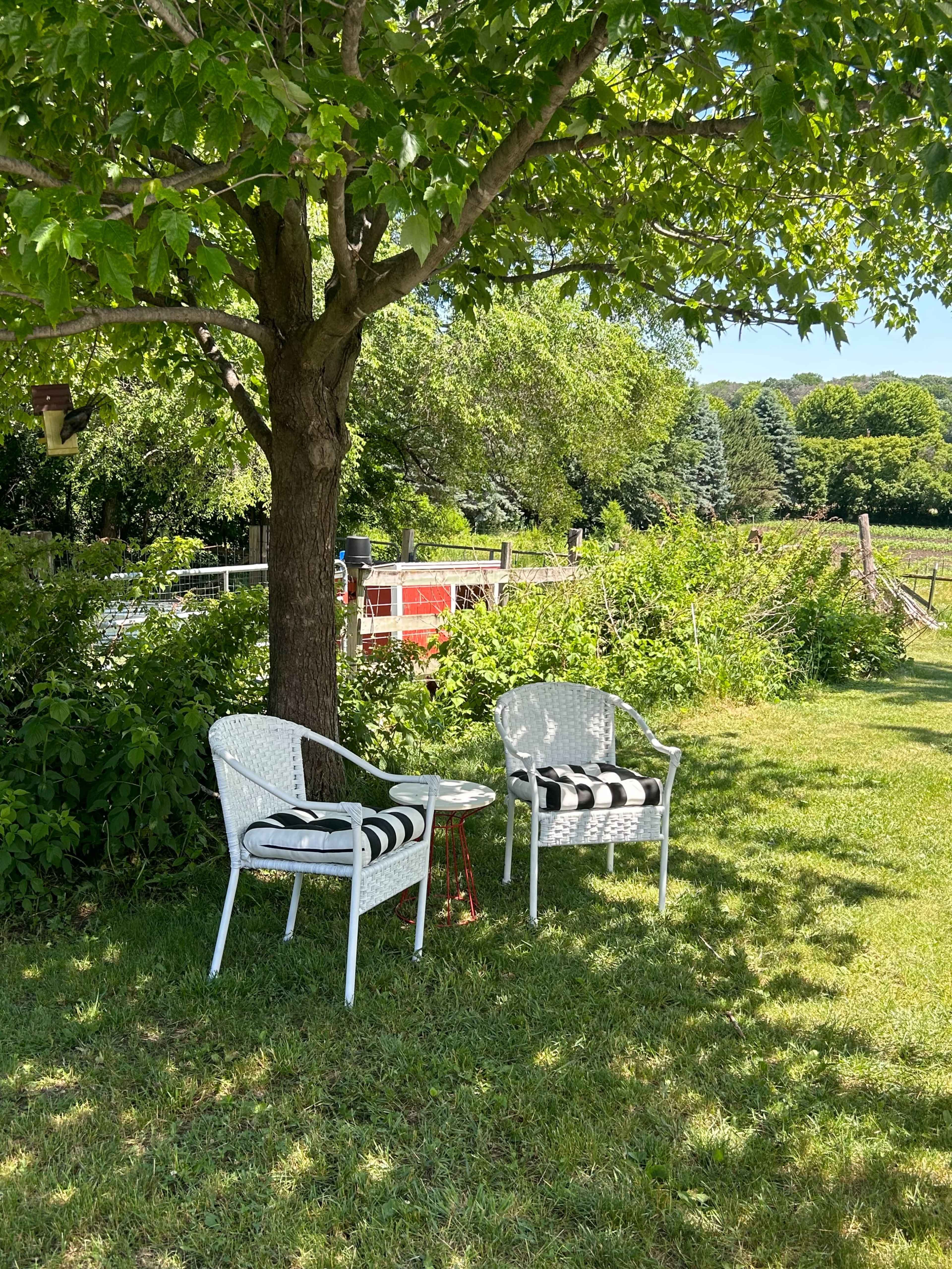 Two white chairs with black and white striped cushions sit beneath a tree in a grassy area surrounded by greenery and a fence in the background.