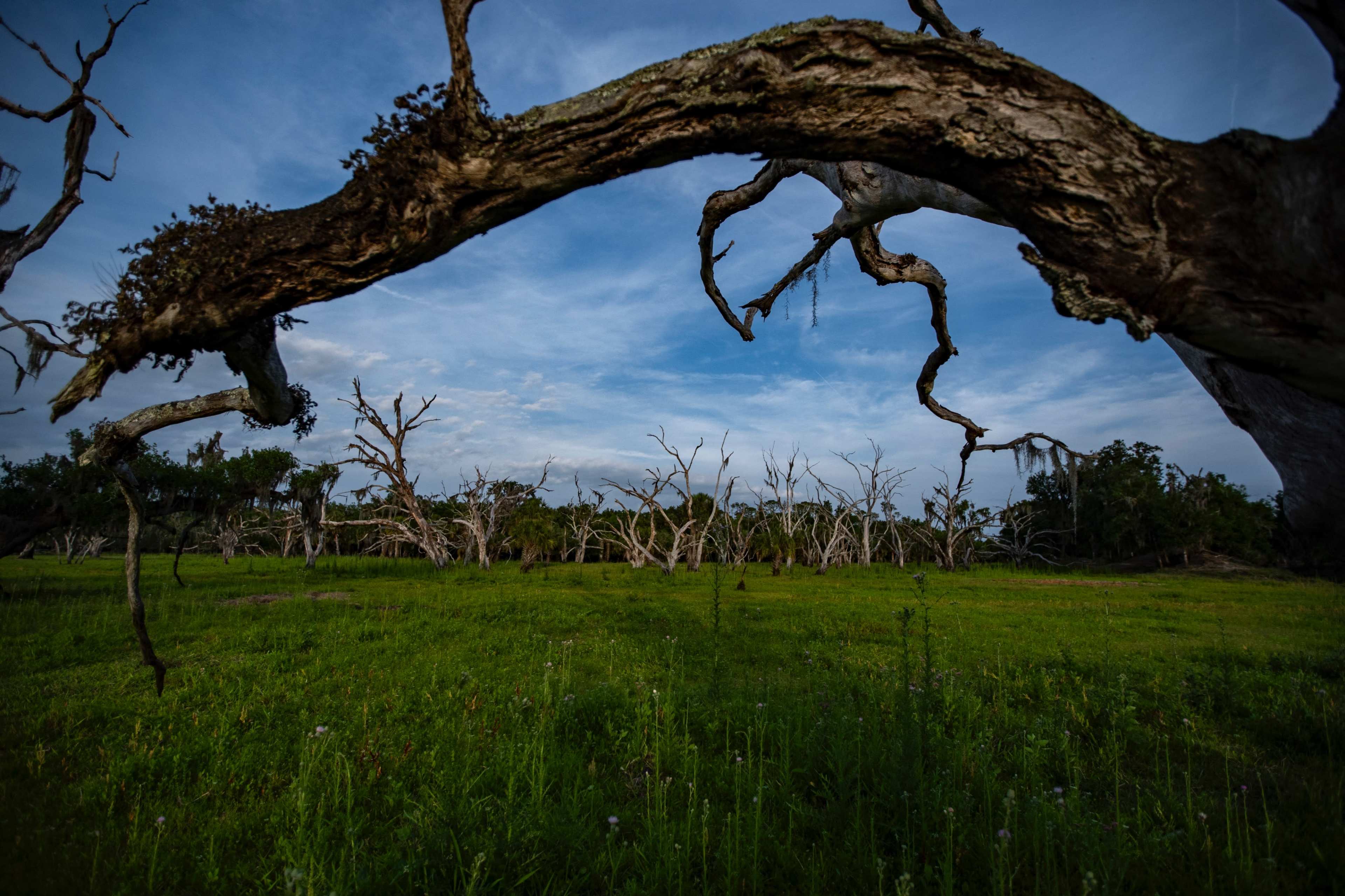 230 acre Untouched Old Florida Landscape Image in , zolfo springs, FL