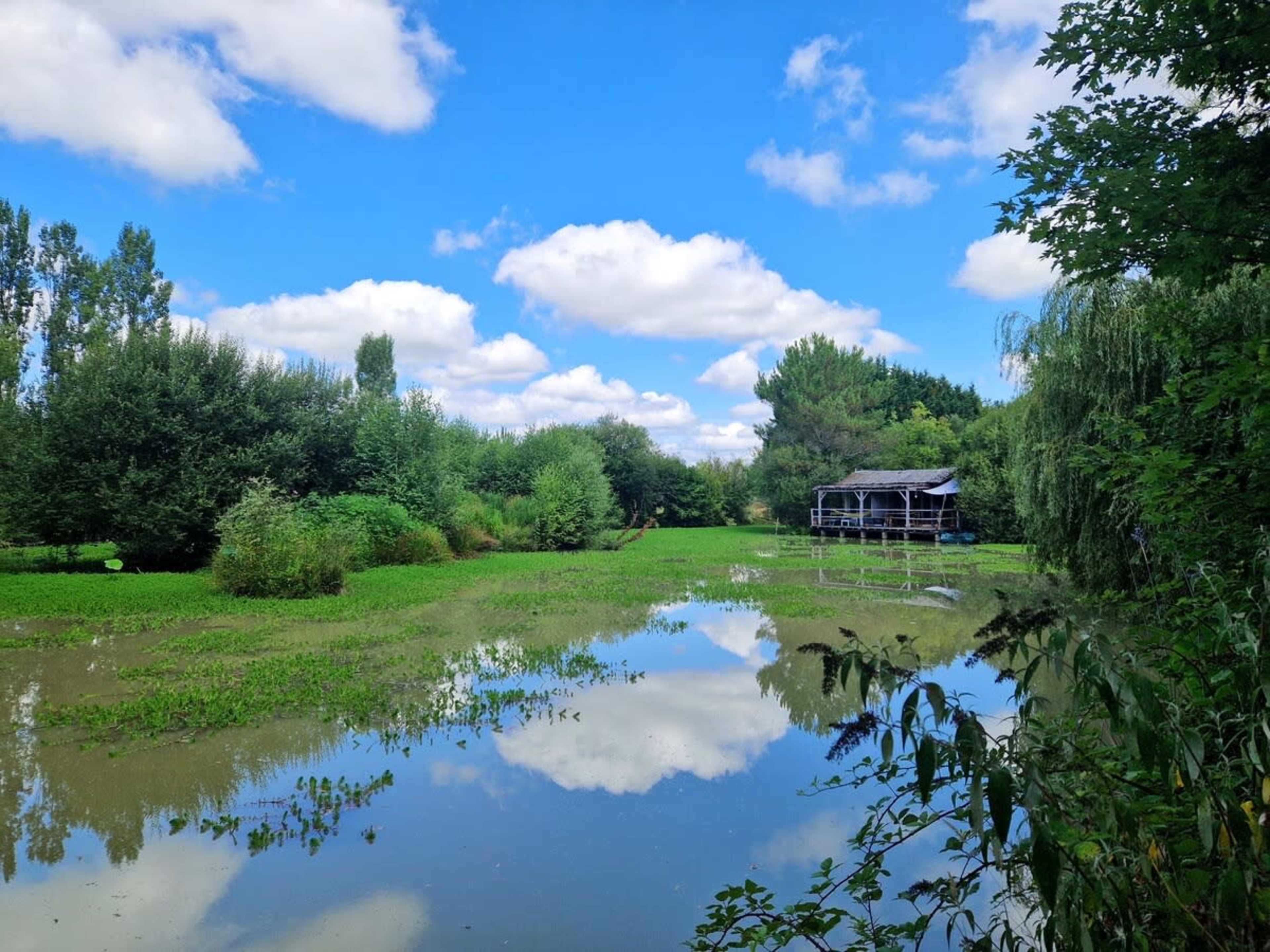 A peaceful pond surrounded by lush greenery and a small wooden structure is reflected in the water under a blue sky with scattered clouds.