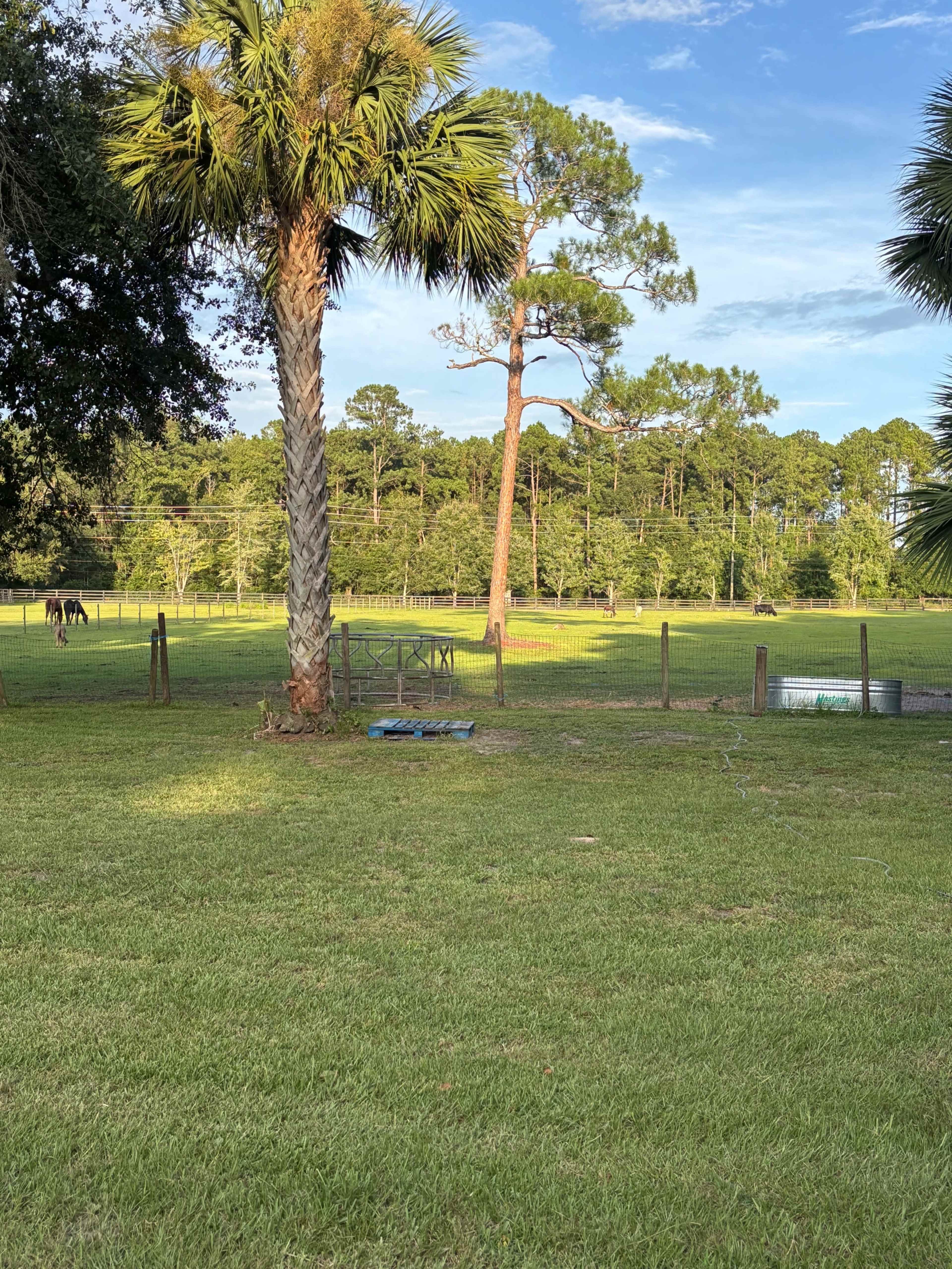 The image depicts a grassy area with palm trees, a wooden fence, and horses in a pasture surrounded by trees.