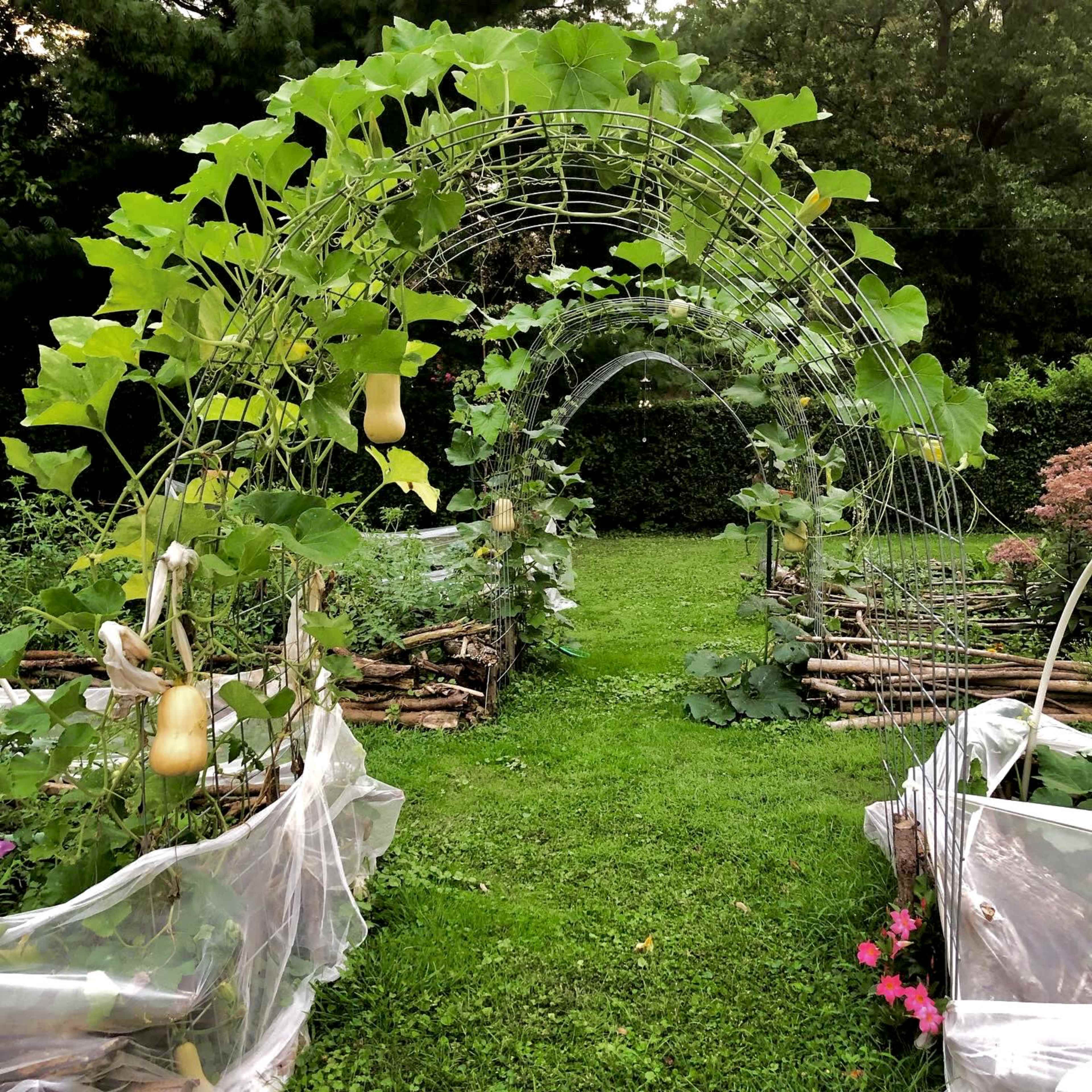 A garden path is lined with trellises supporting climbing plants, leading to an archway of greenery.