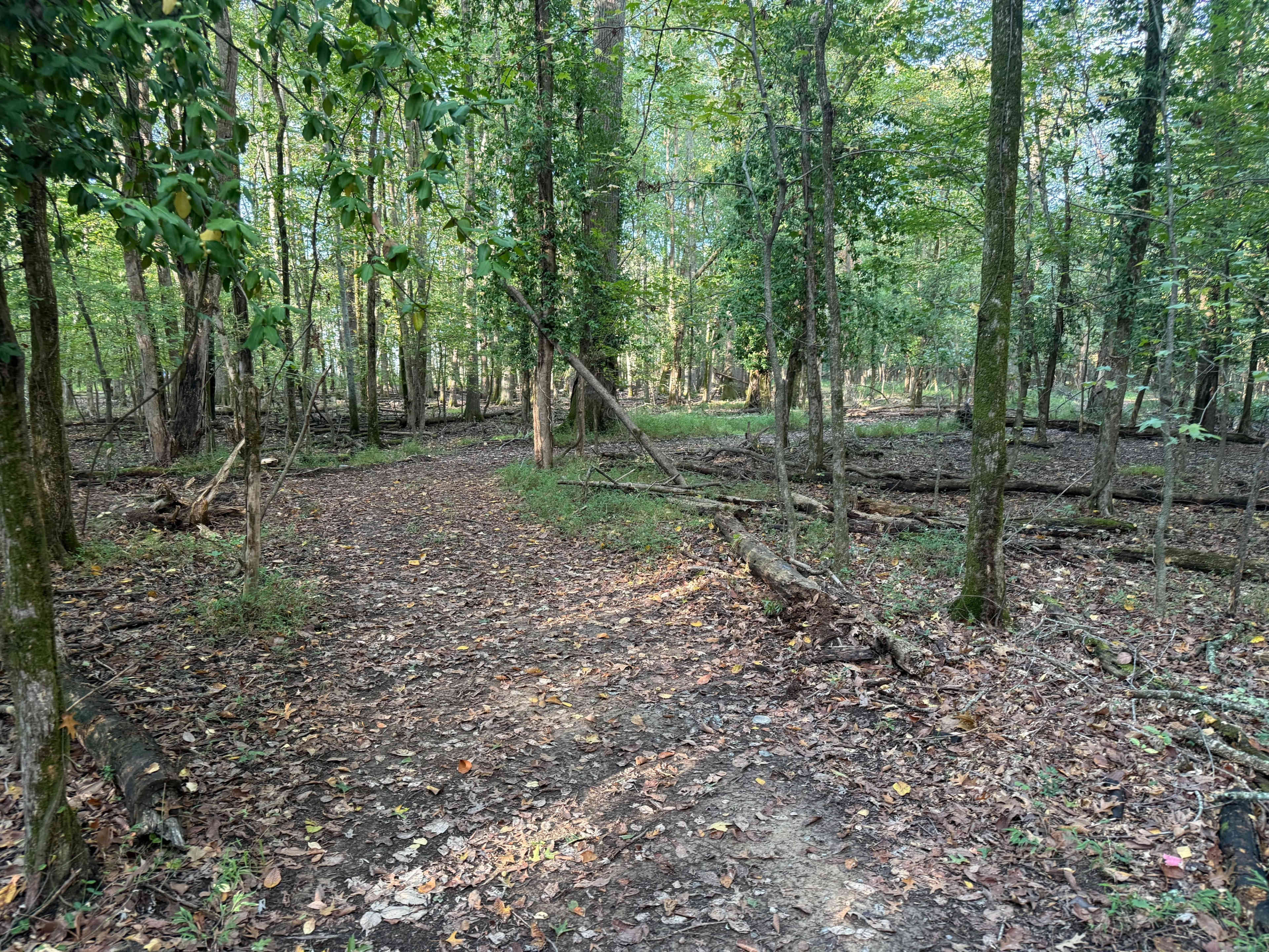 A dirt path winds through a wooded area with scattered leaves and trees on either side.