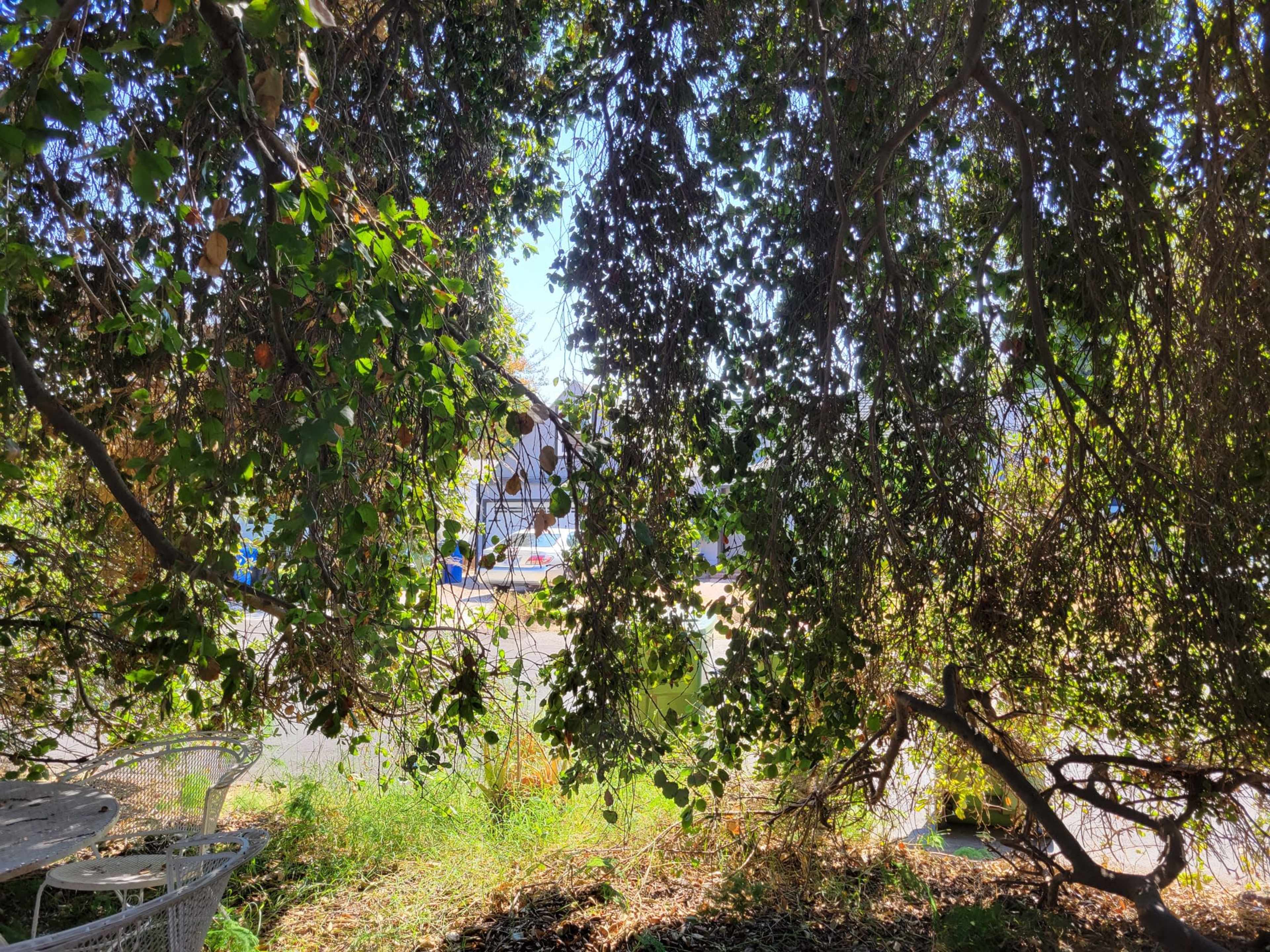 A partially obscured view of a road through dense greenery with a hint of a white structure in the background.
