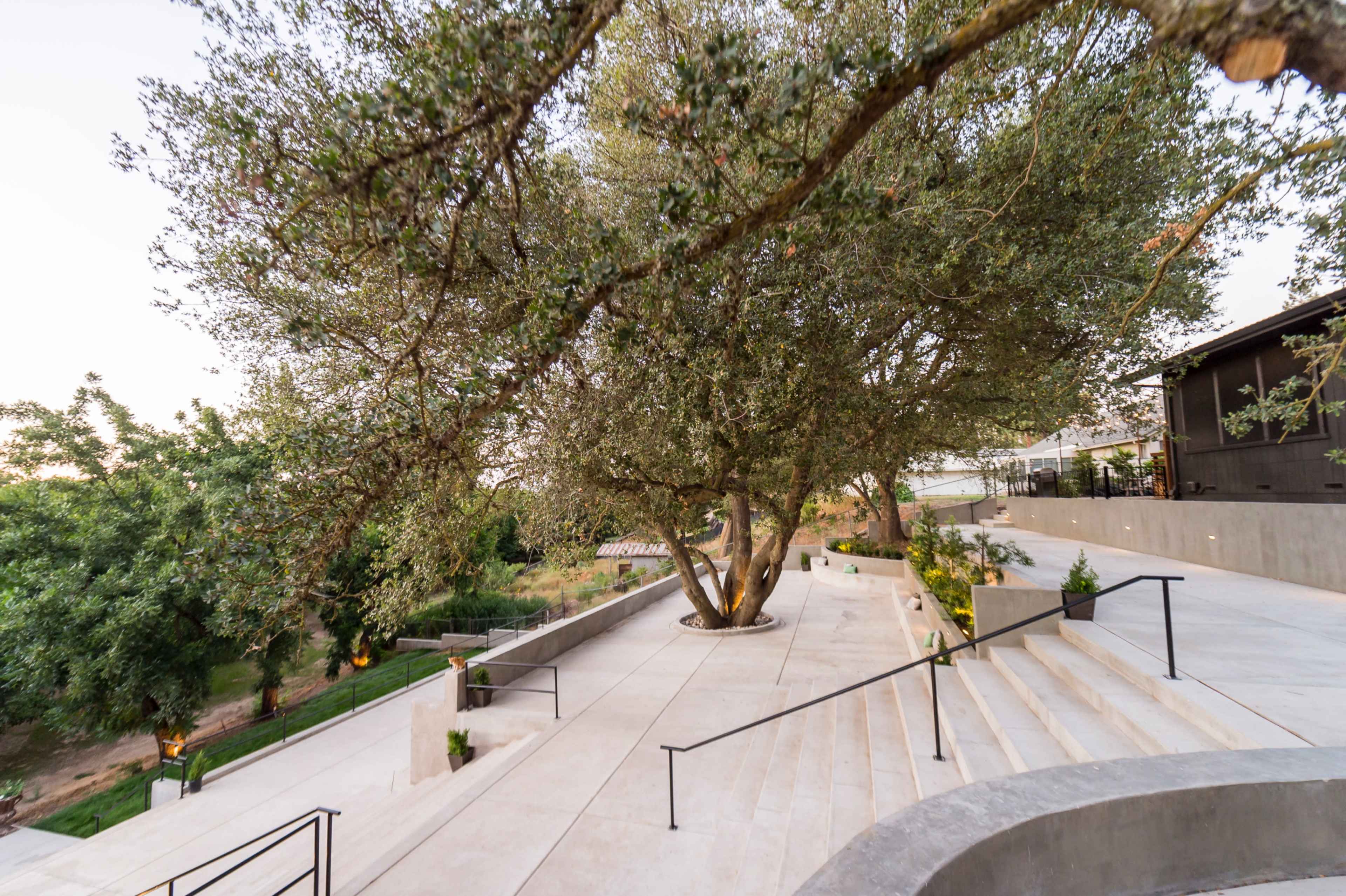 A landscaped outdoor area featuring a large tree, concrete steps, and a pathway with greenery in the background.