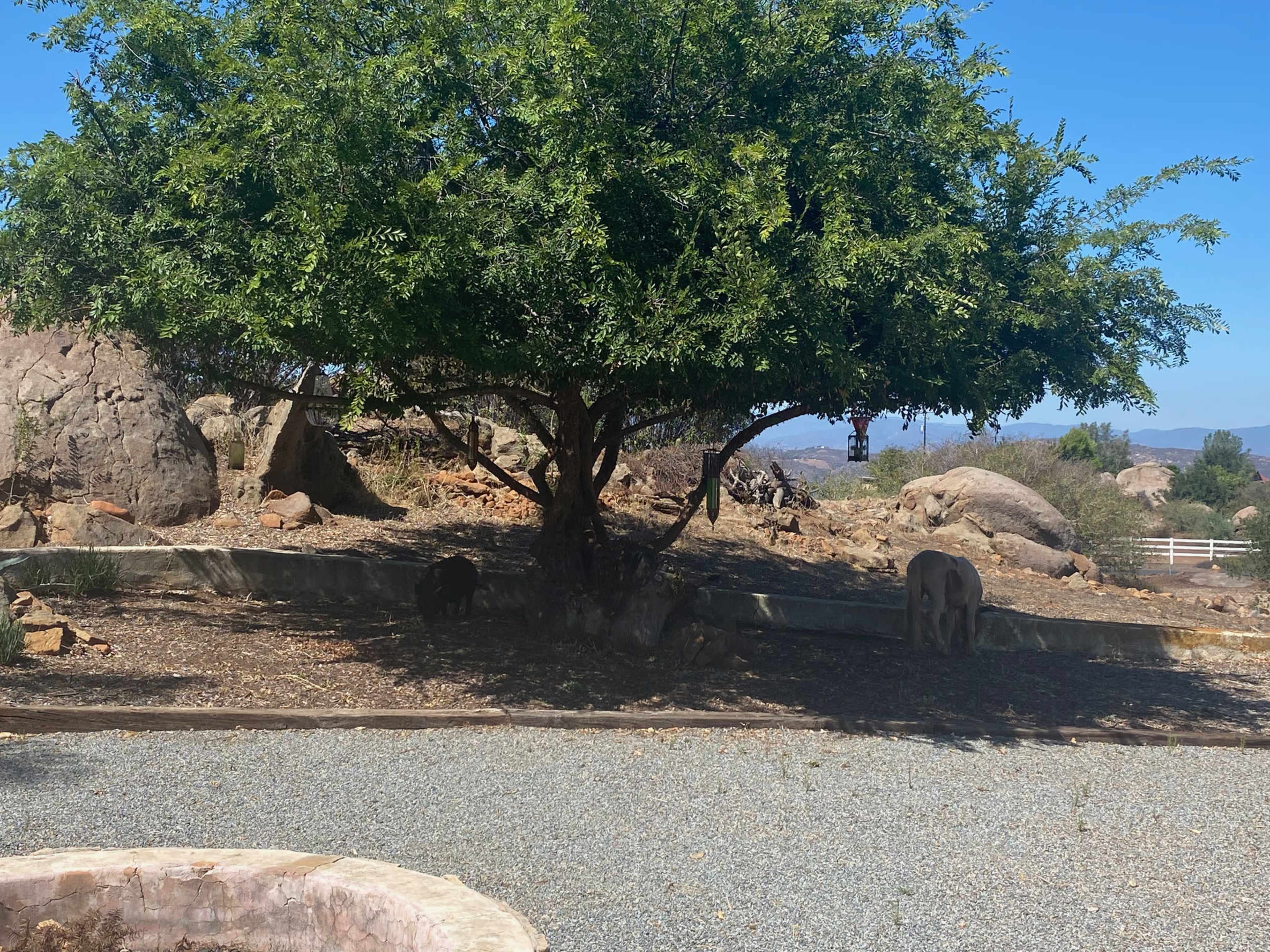 A large tree provides shade in a rocky landscape, with two animals grazing nearby.