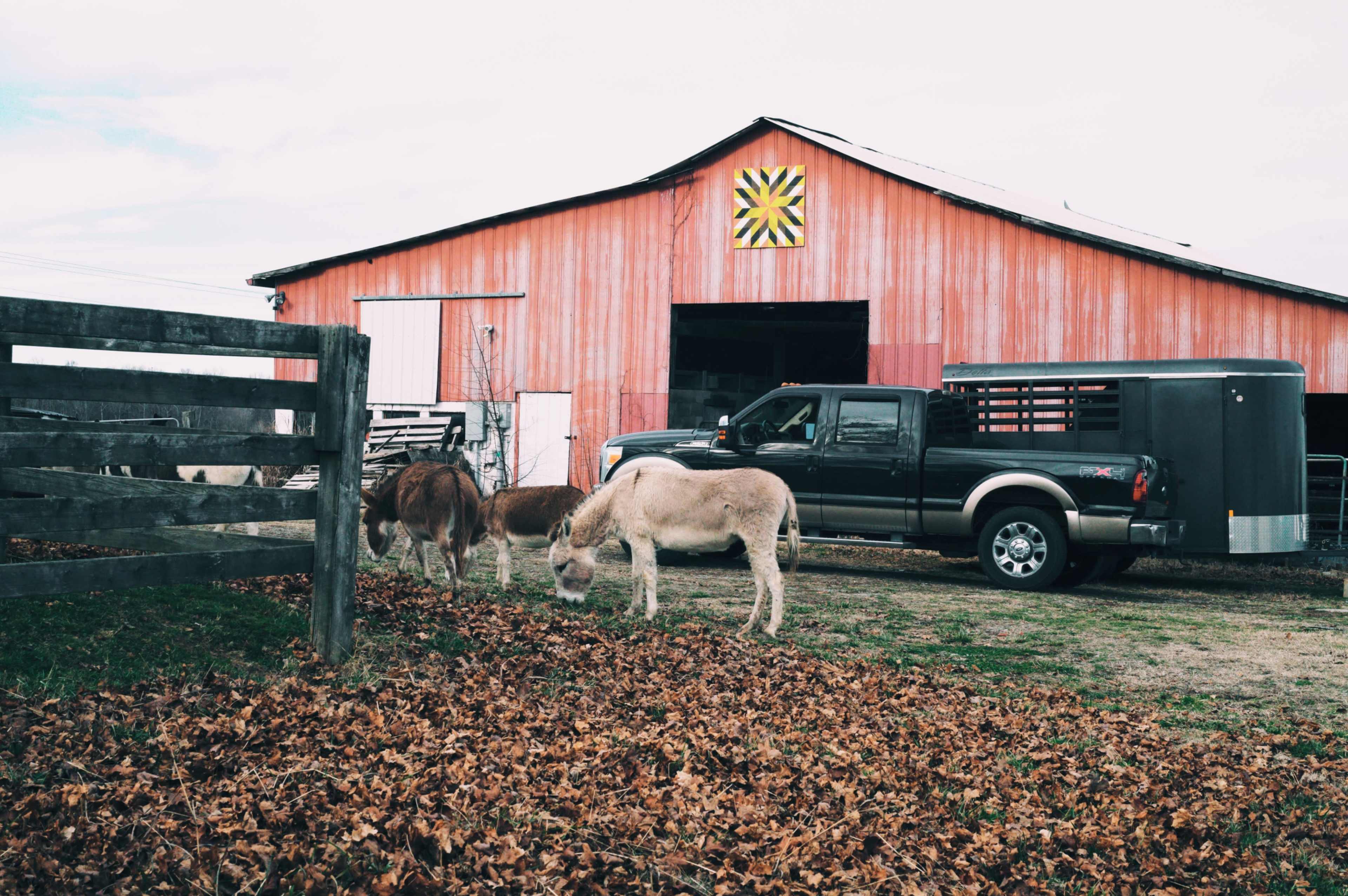A black pickup truck is parked next to a red barn, while two small donkeys are grazing on the ground covered with fallen leaves.