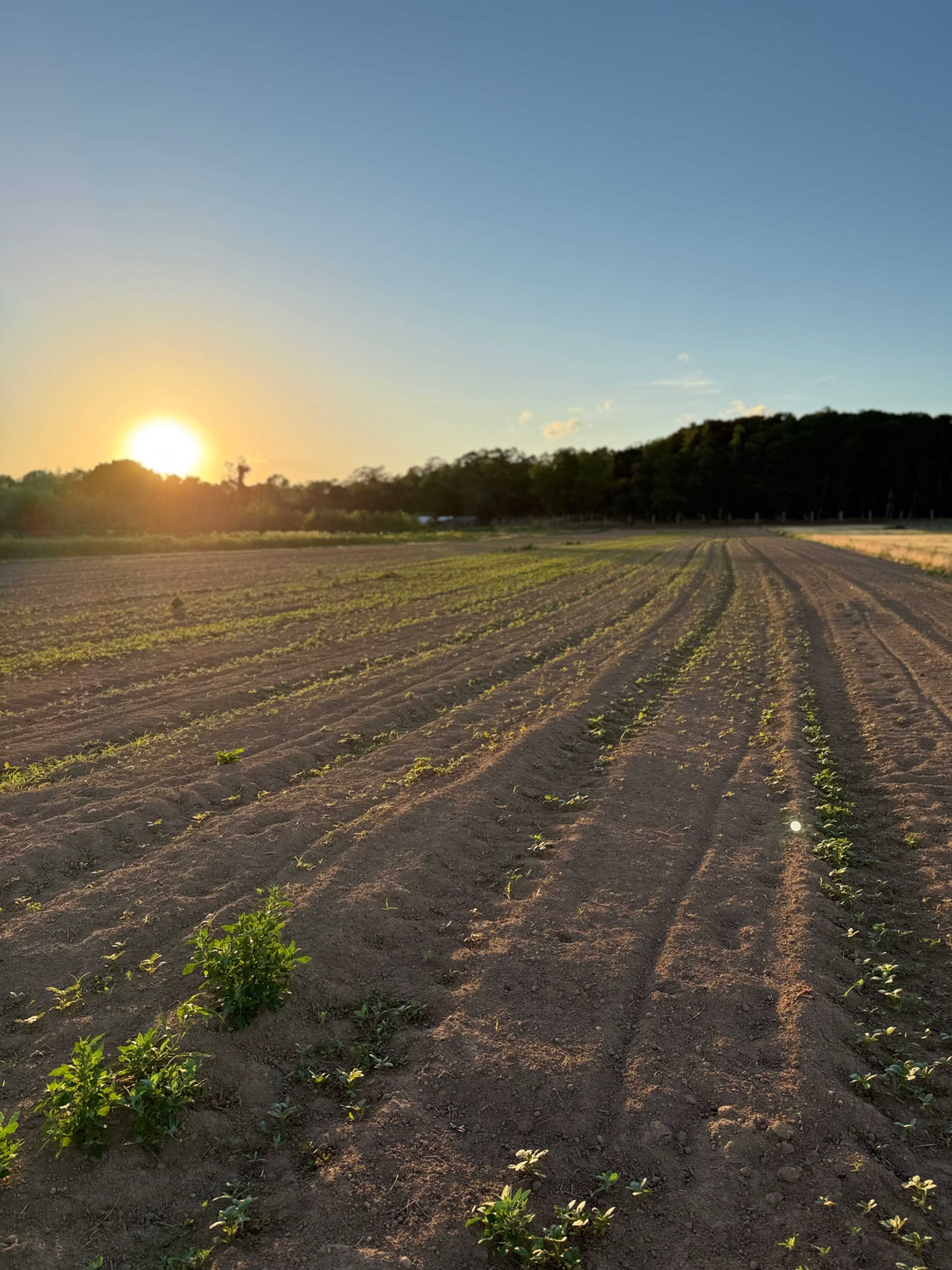A sun sets over a field with rows of newly planted crops.