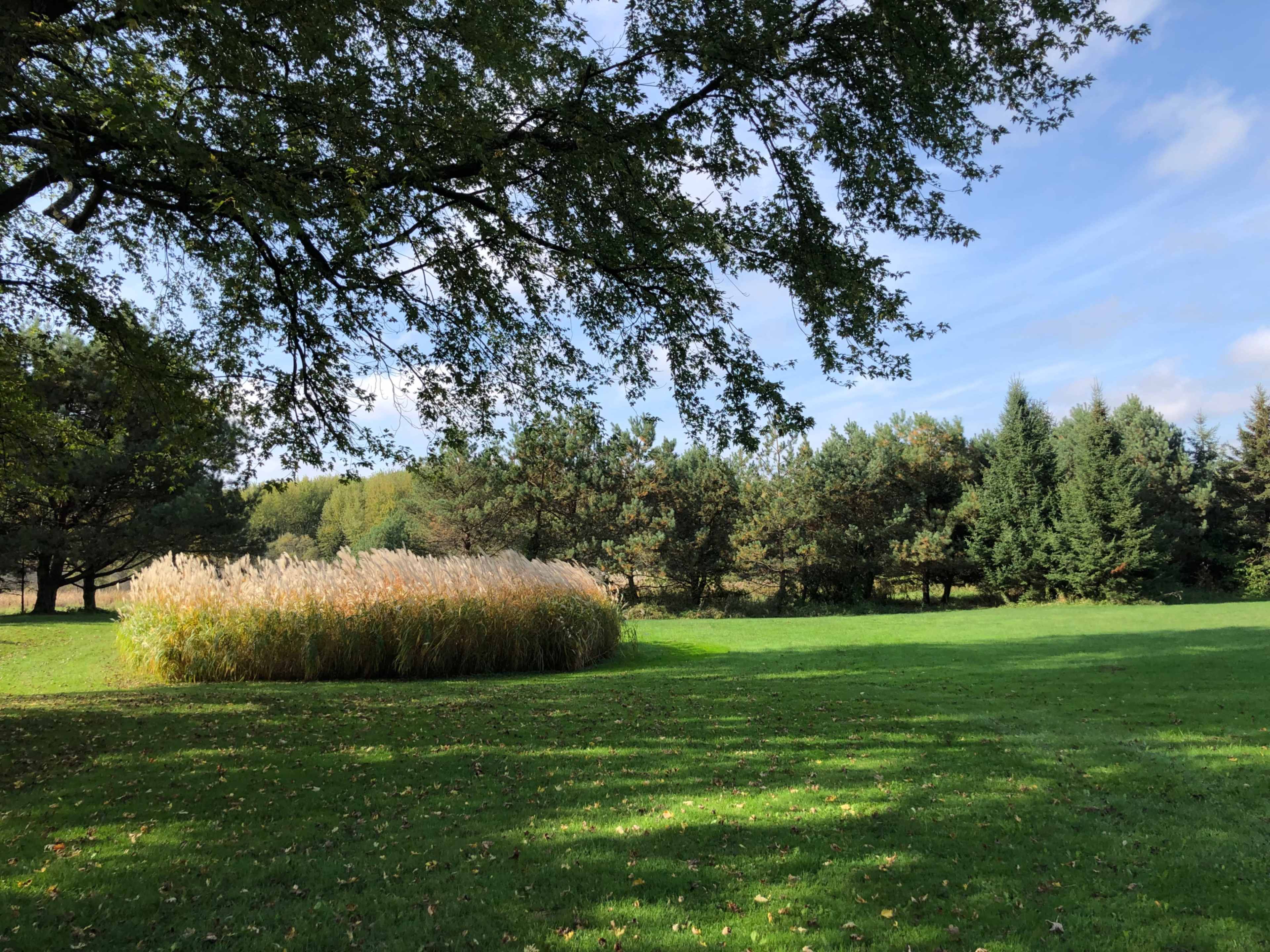 A circular patch of tall grasses is surrounded by a grassy area and trees under a blue sky with scattered clouds.