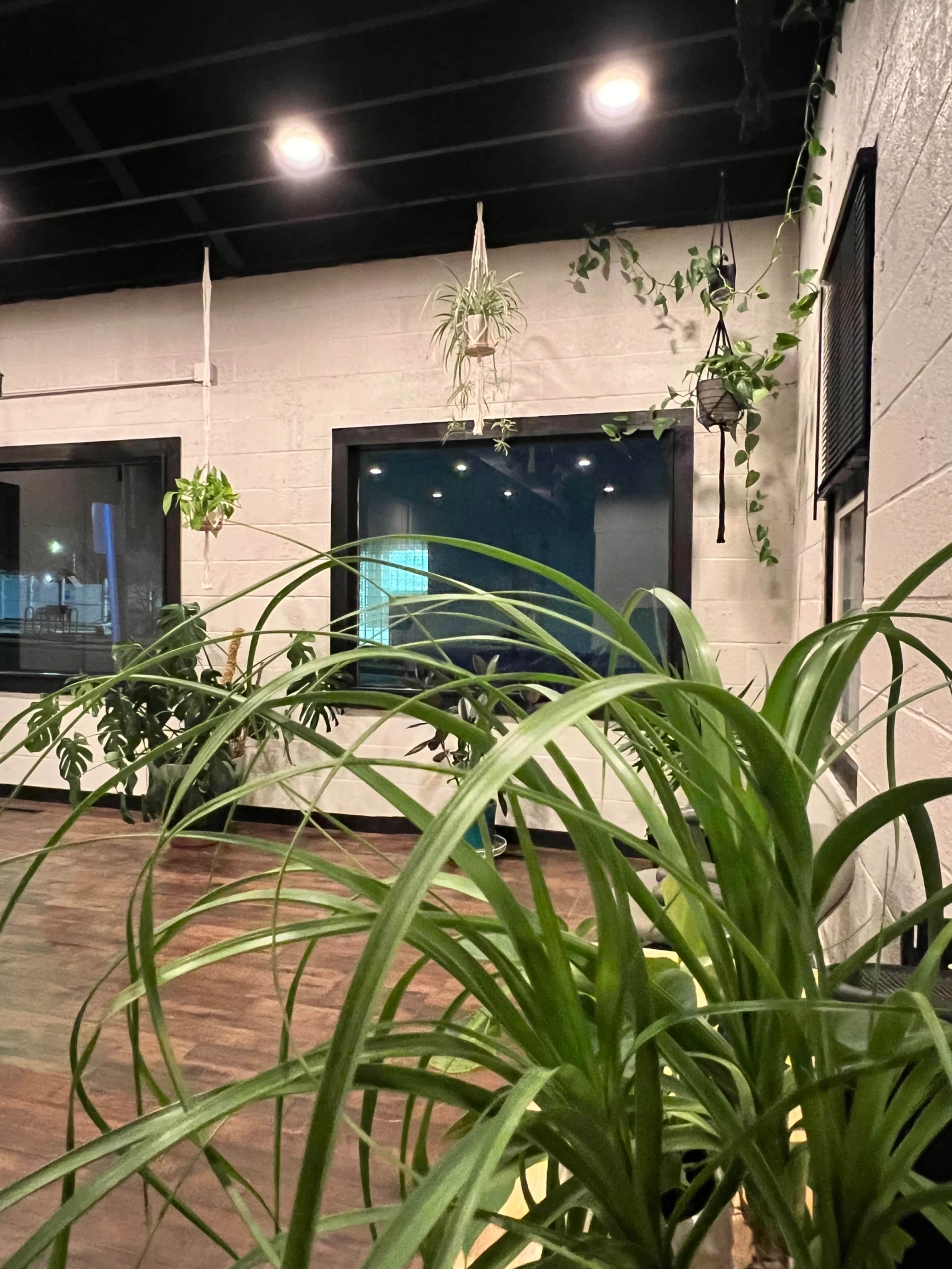 A well-lit room with hanging plants and large windows, with greenery on the floor and walls.