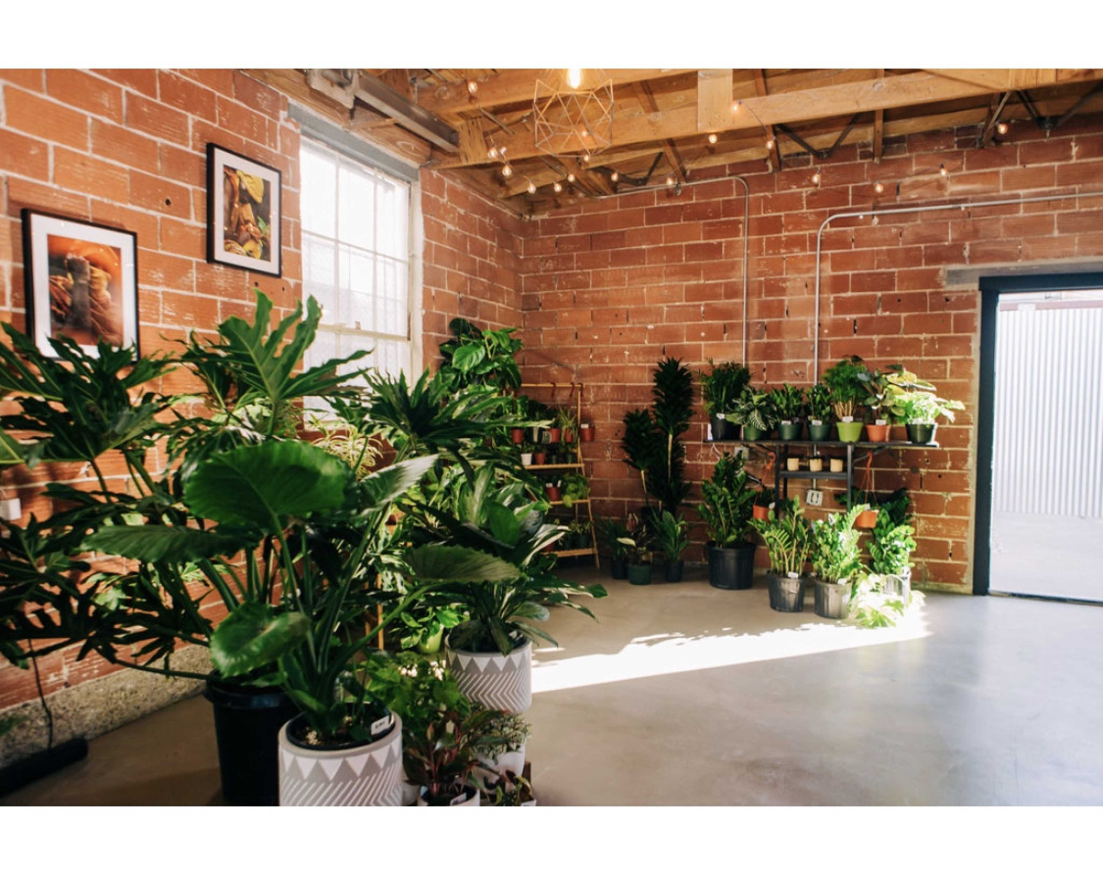 A greenhouse with various potted plants arranged around the room, featuring brick walls and wooden beams.