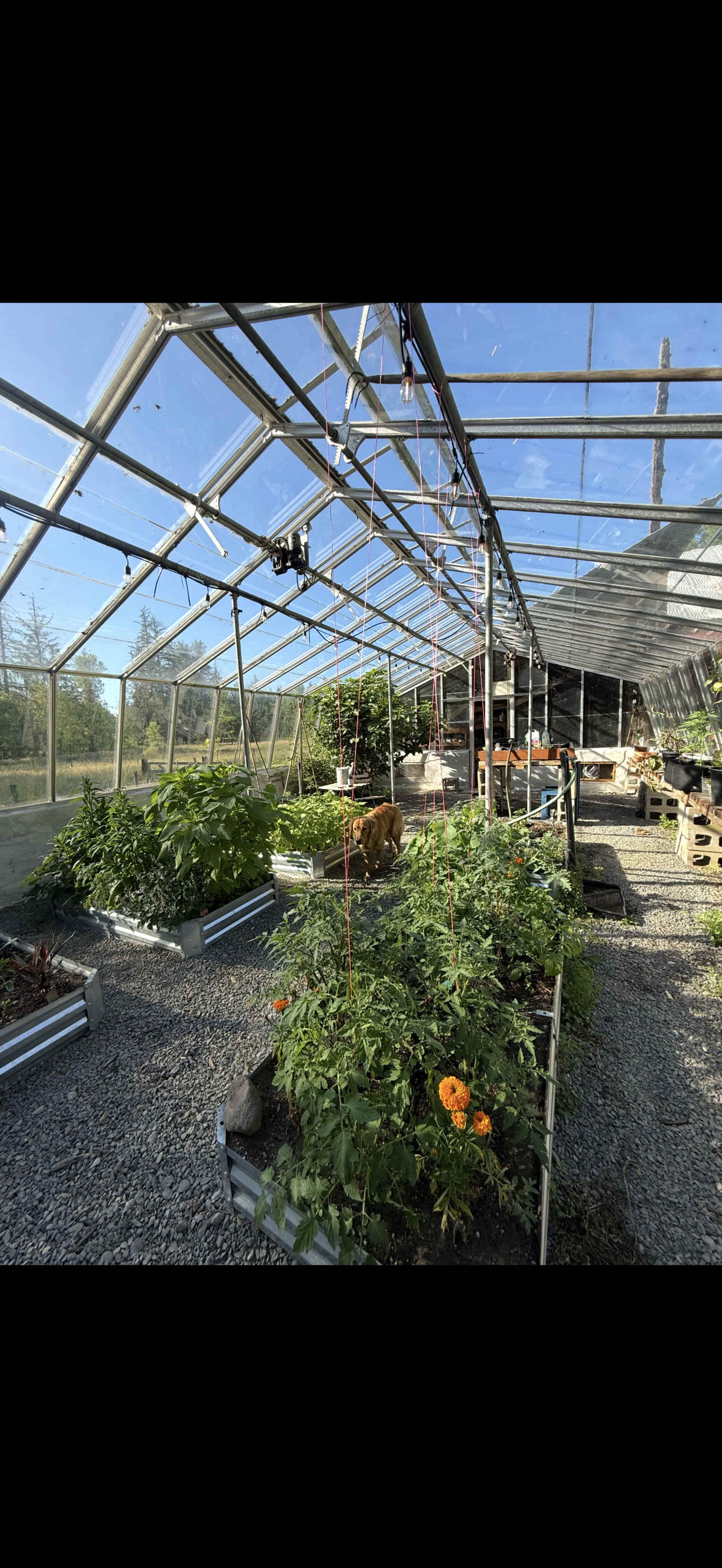 The image shows a greenhouse filled with various green plants and flowers, with structured grow beds and clear plastic roofing letting in sunlight.