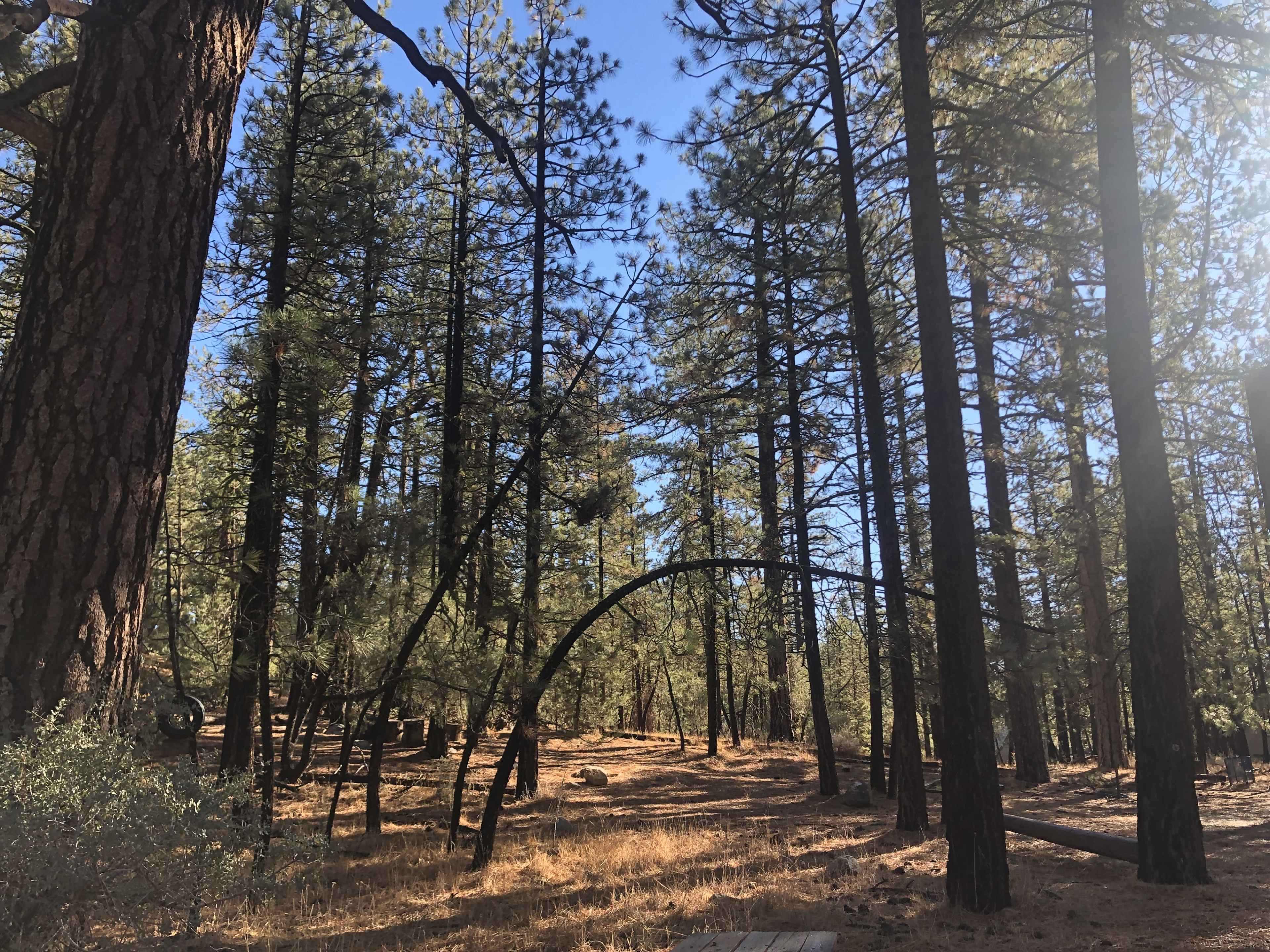 A dense forest with tall pine trees and a clear blue sky visible through the branches.