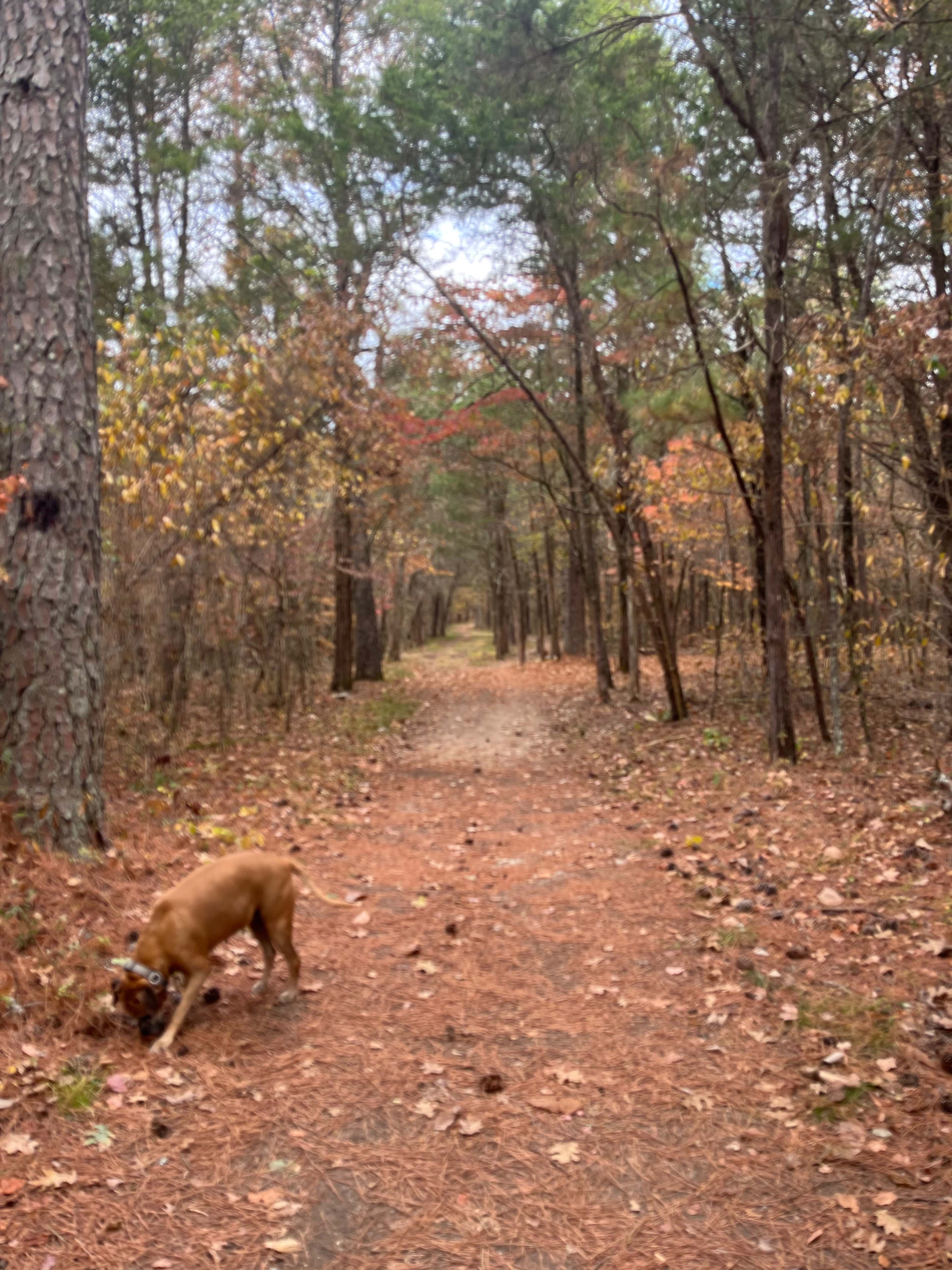 Historic Farmhouse on 31 acres in Chickamauga, GA Image in , Chickamauga, GA