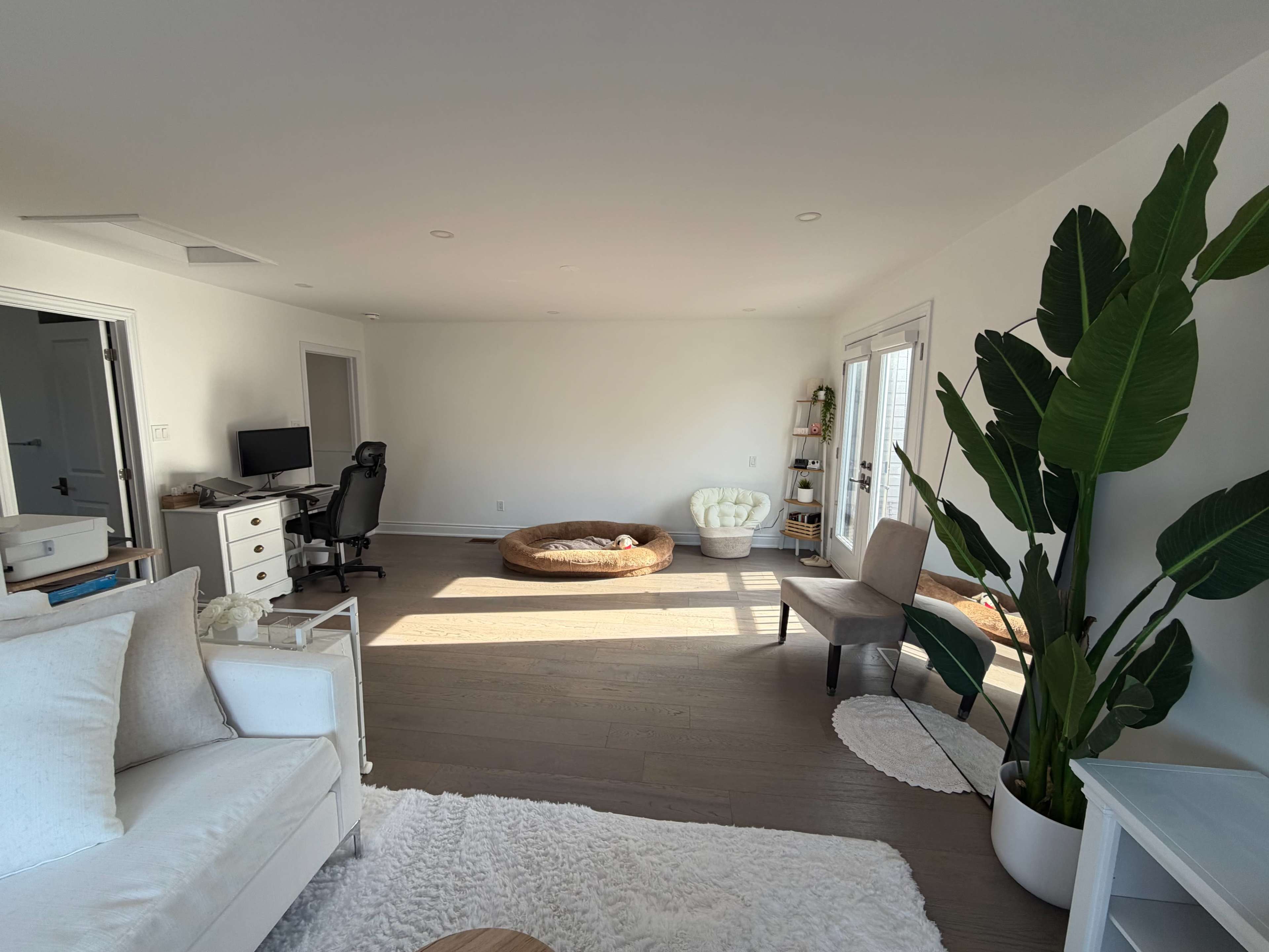 A spacious room features a chair, a white couch, a round table, a large plant, and pet bedding on wooden floors, illuminated by natural light.
