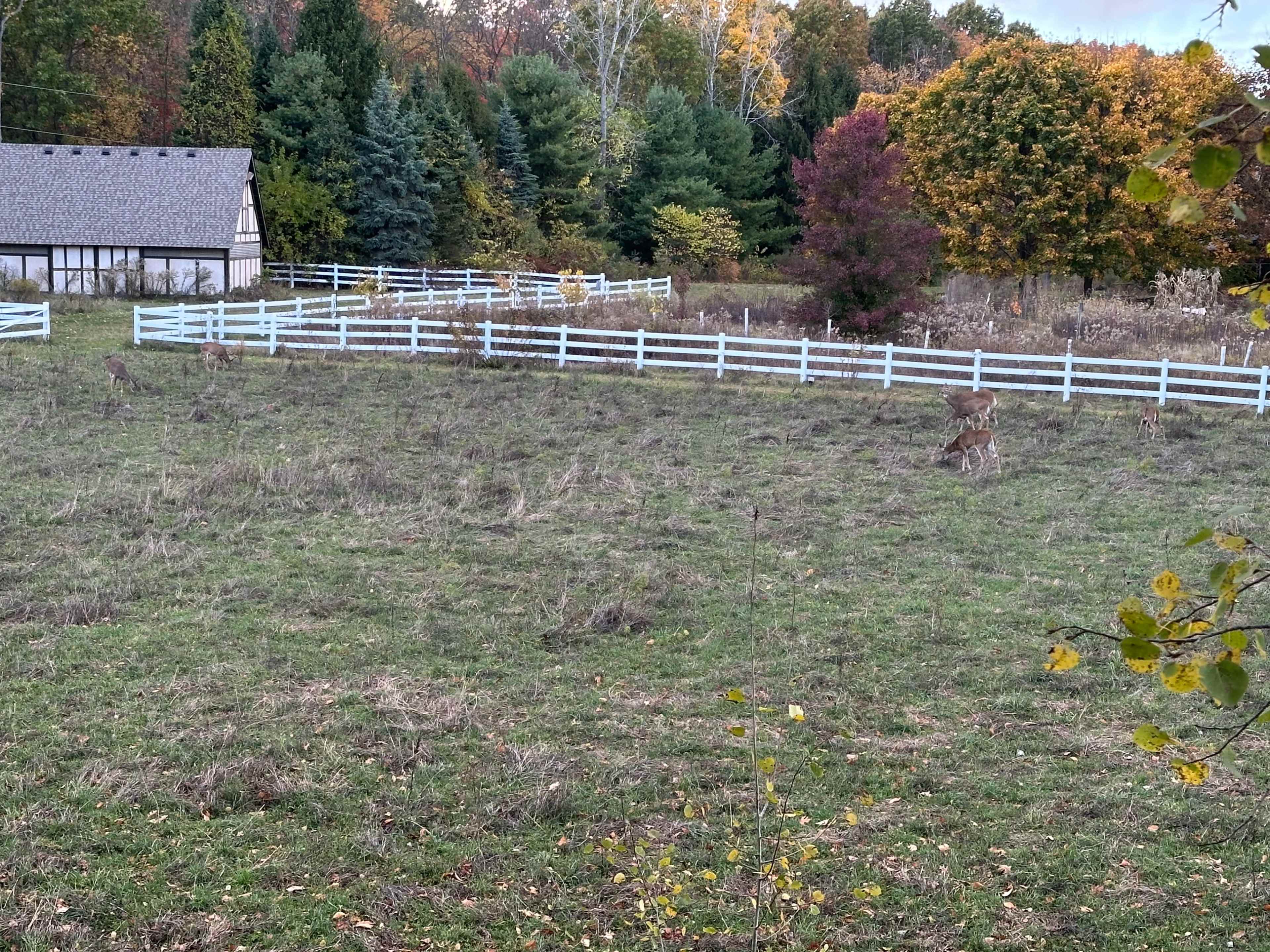 A fenced area with a barn and several deer grazing in a field surrounded by trees displaying autumn colors.