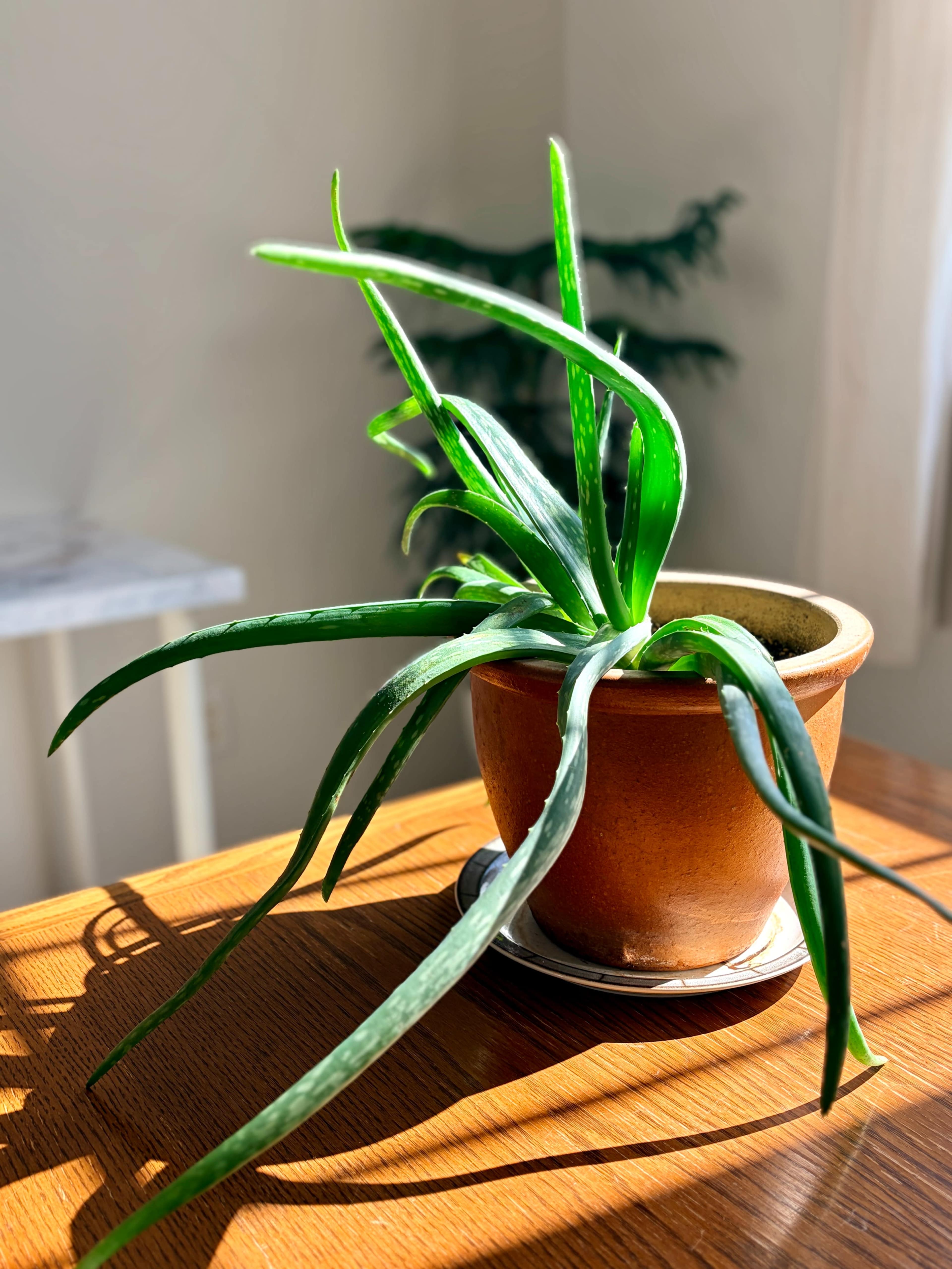 A green aloe vera plant sits in a terracotta pot on a wooden table, with sunlight casting shadows around it.