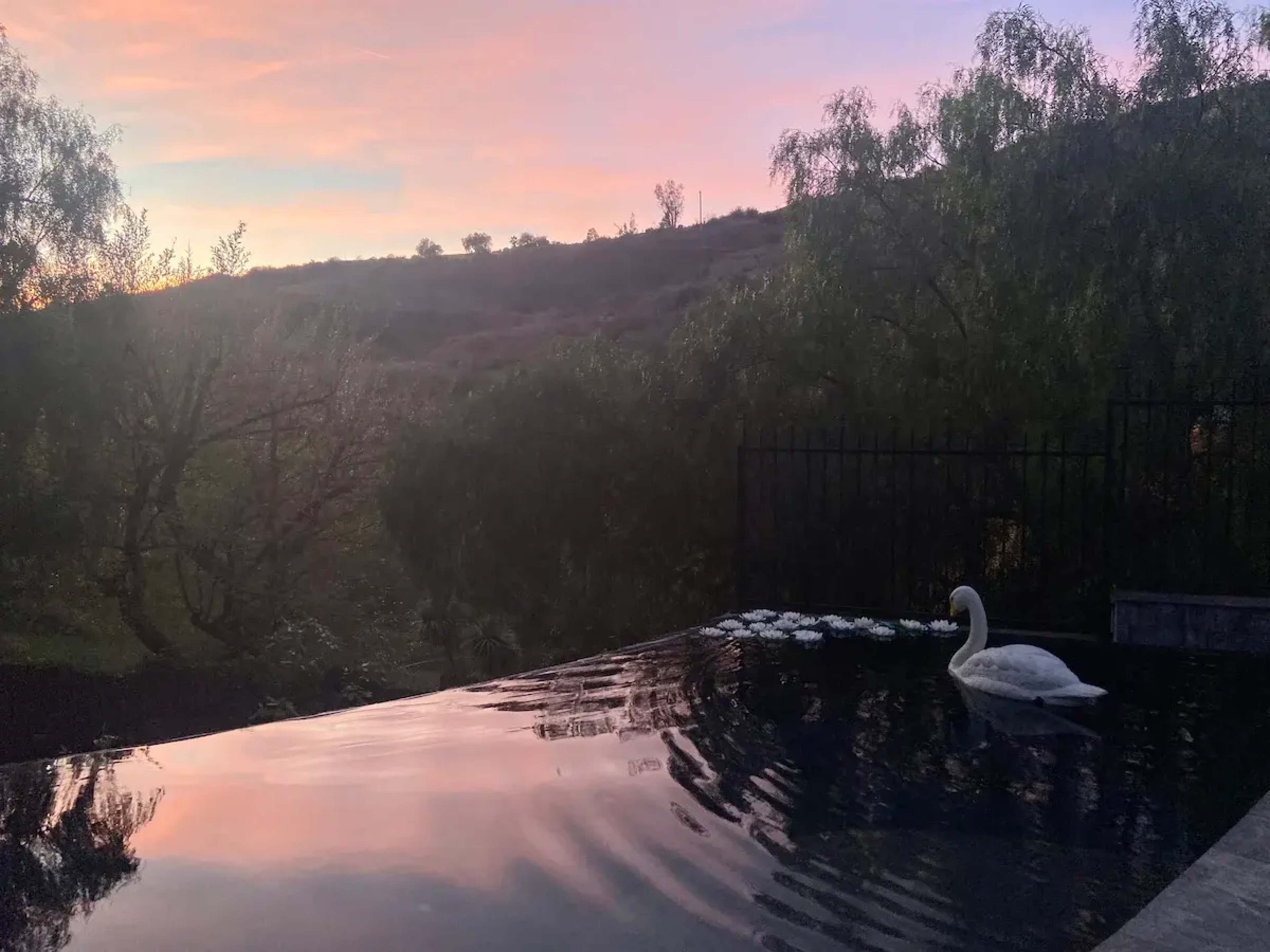 A swan is swimming in the still water of an infinity pool at sunset, surrounded by trees and hills.