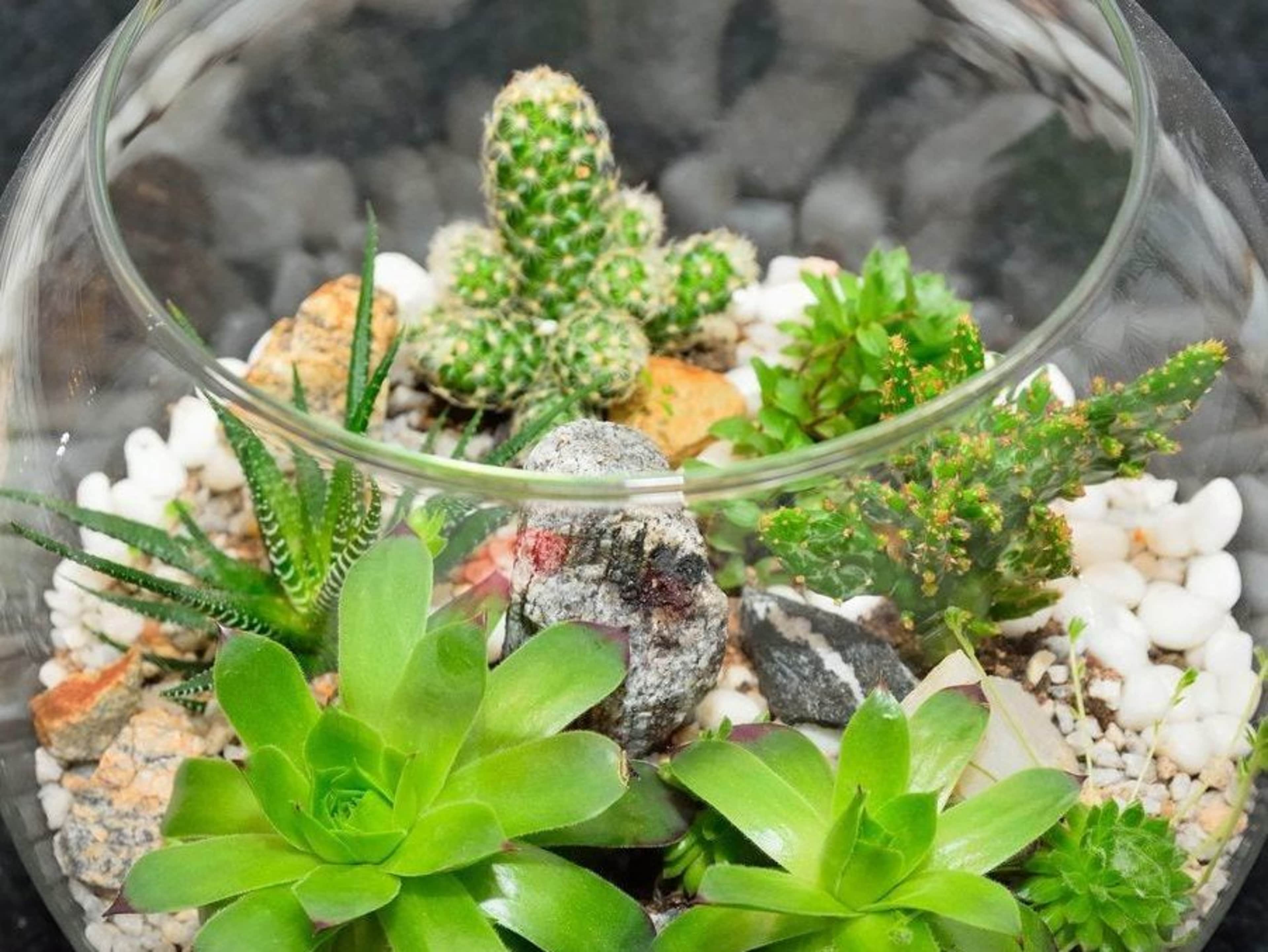 Group Class- Build-a-Terrarium