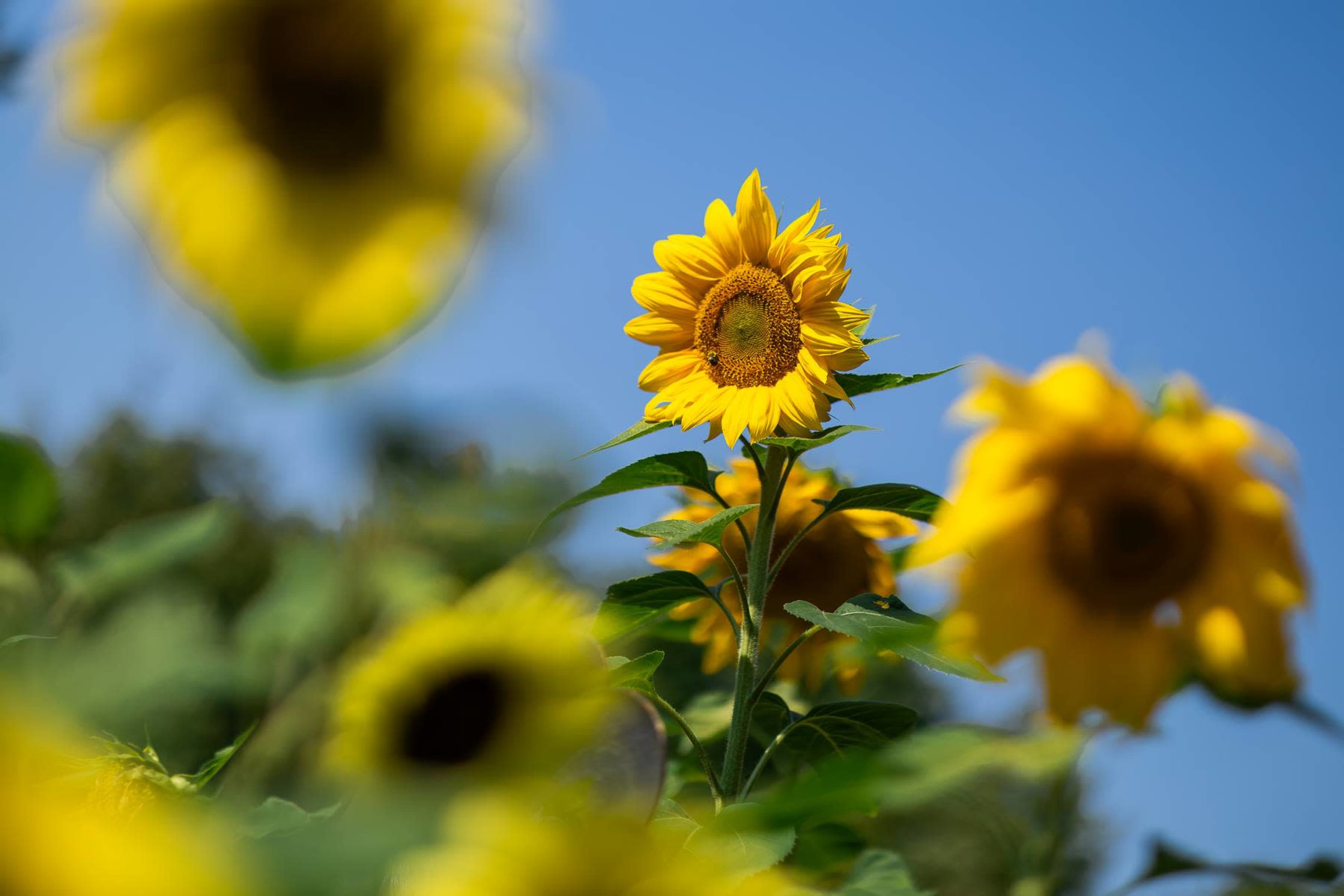 A single sunflower stands tall in the foreground, surrounded by a blurred background of other sunflowers under a clear blue sky.