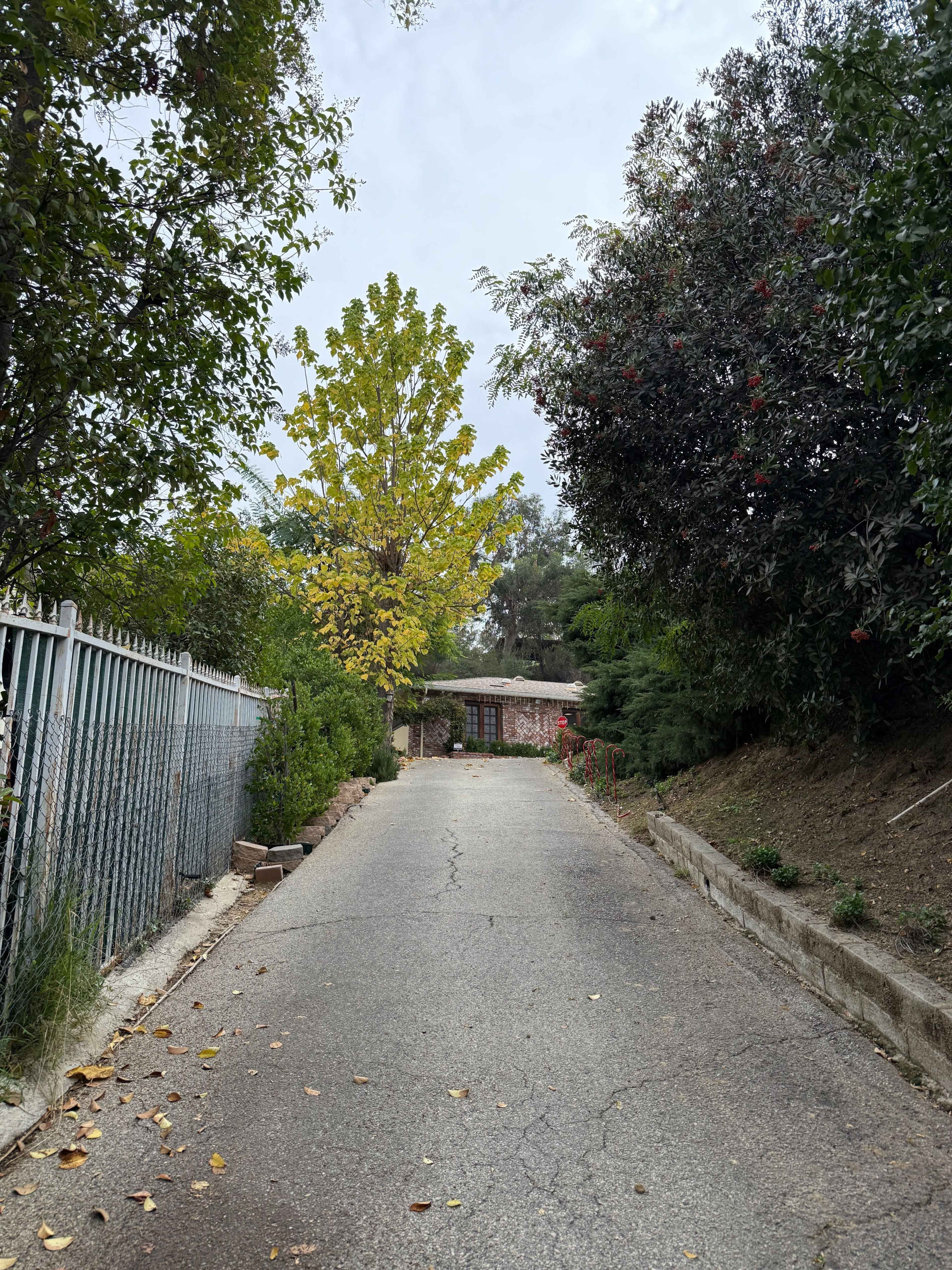 A narrow, tree-lined driveway leads to a building, bordered by a fence and surrounded by shrubs and trees.