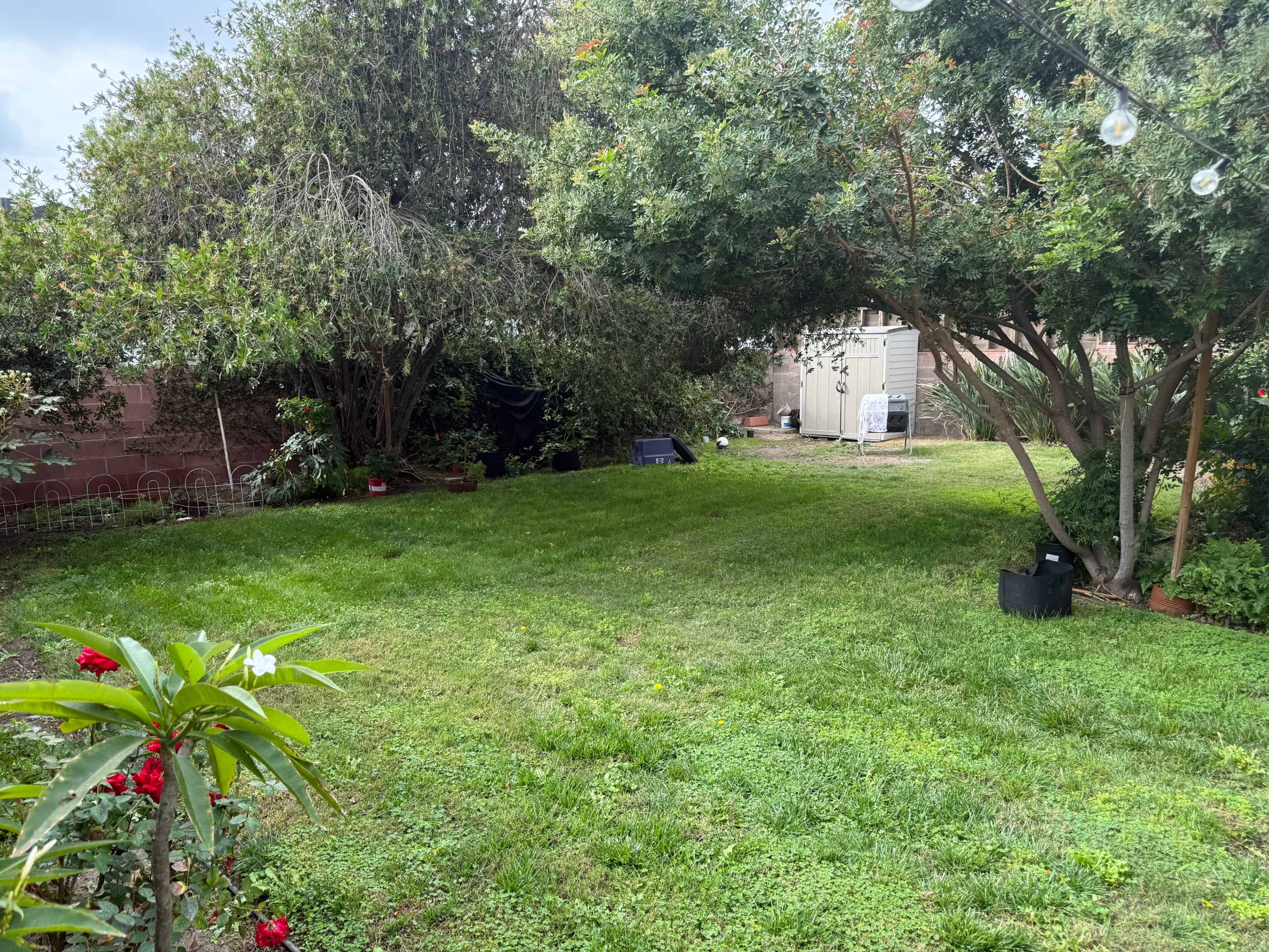 The image shows a grassy backyard with trees, shrubs, and a storage shed in the background.