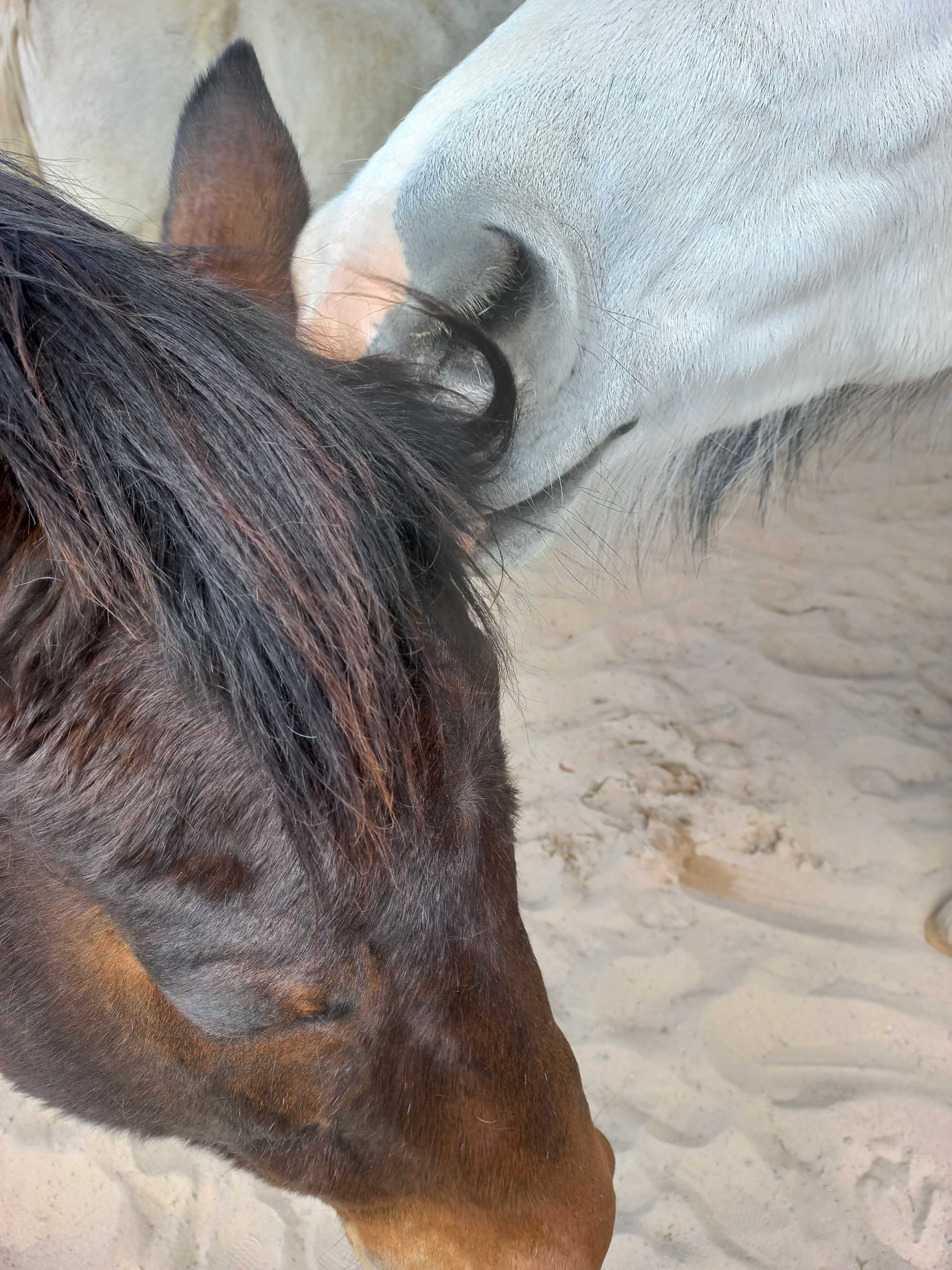 Two horses are gently interacting with each other, with one nuzzling the other's mane.
