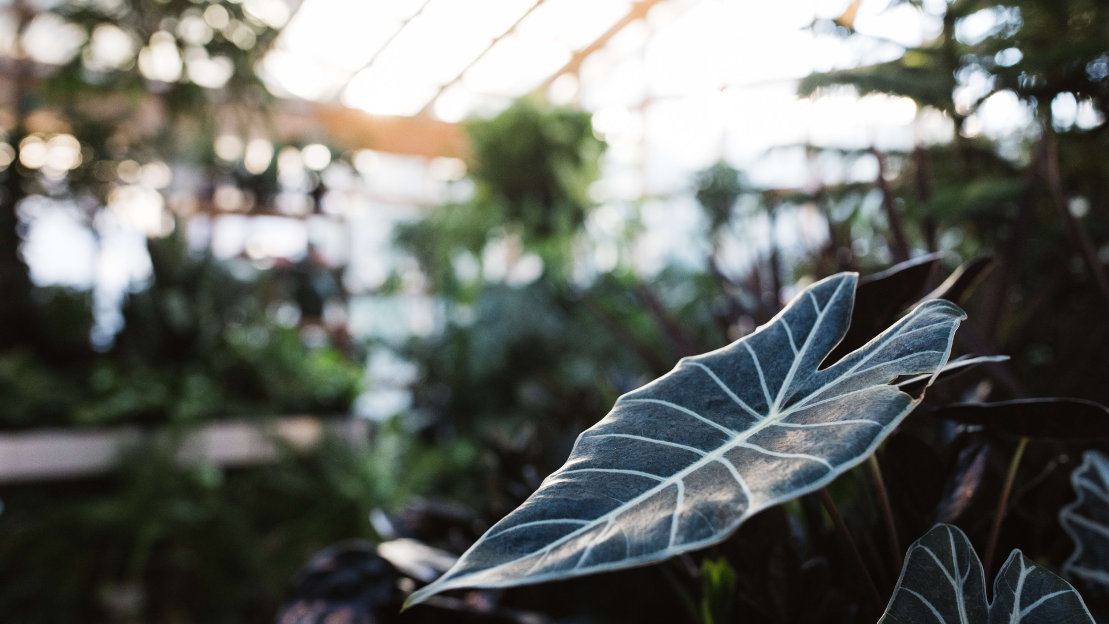 A close-up view of a green leaf with prominent veins, set against the blurred background of a greenhouse filled with various plants.