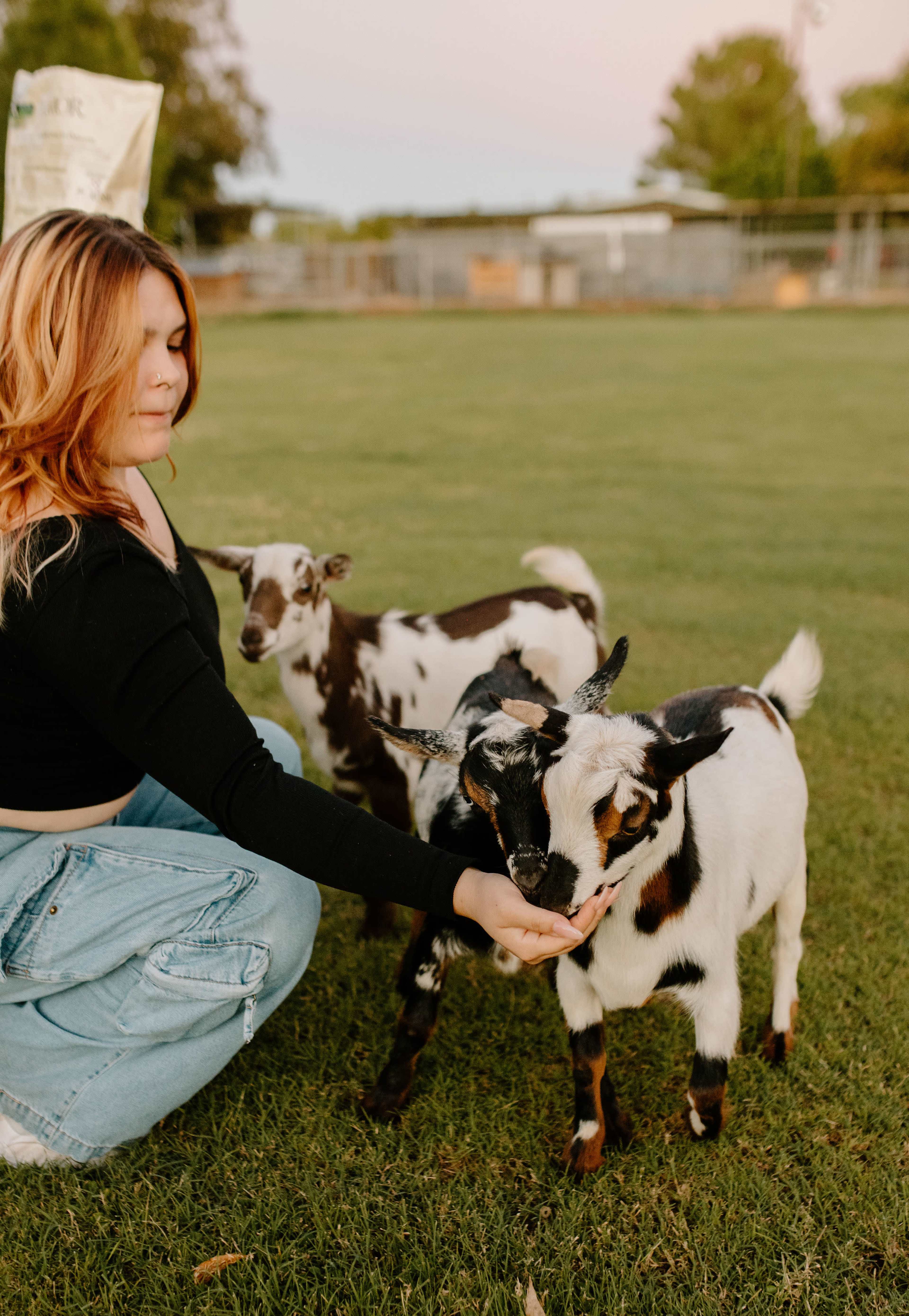 A person is feeding two small goats in a grassy area during twilight.