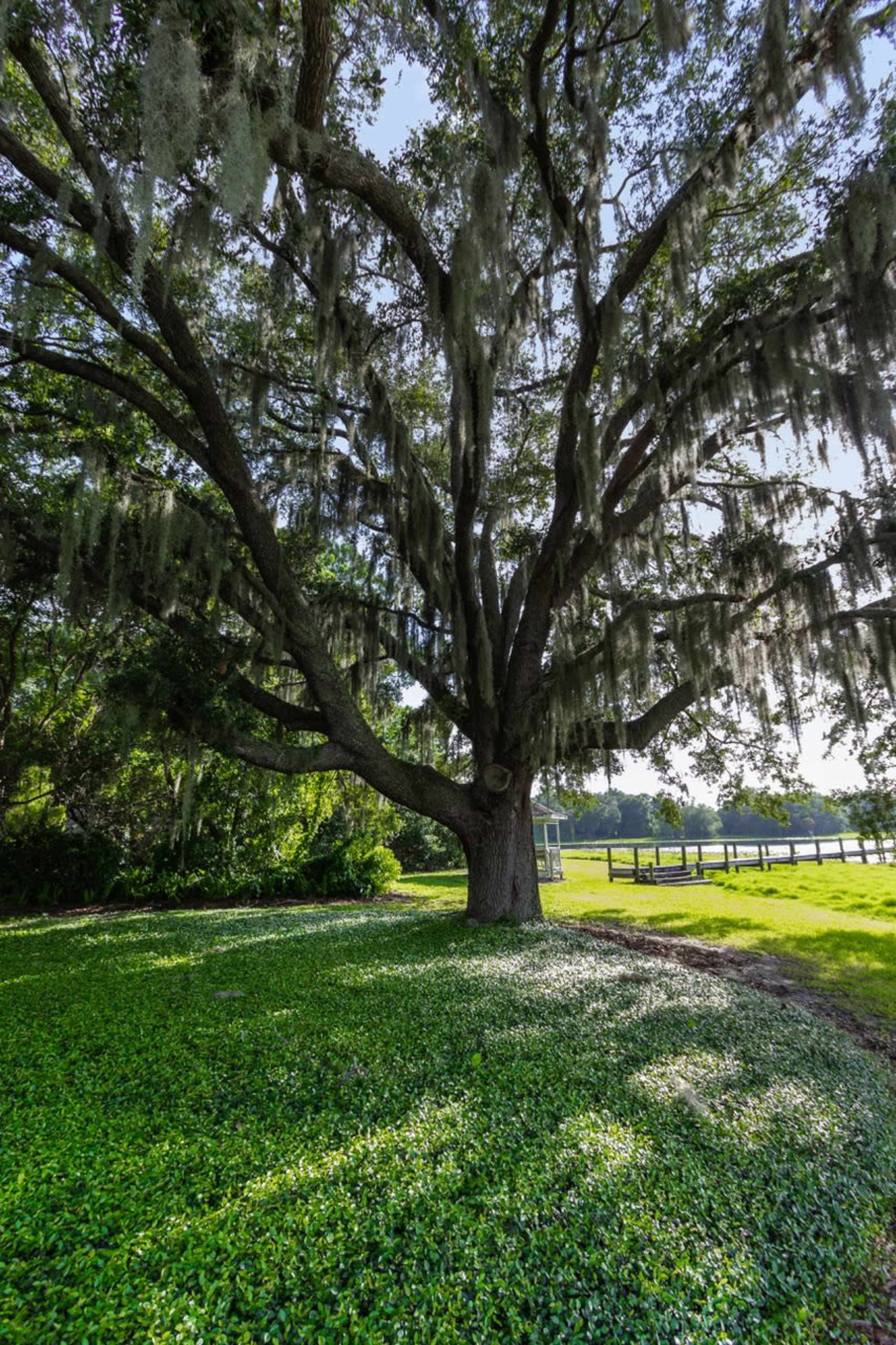 A large, moss-draped tree stands beside a grassy area and a wooden dock in the background.