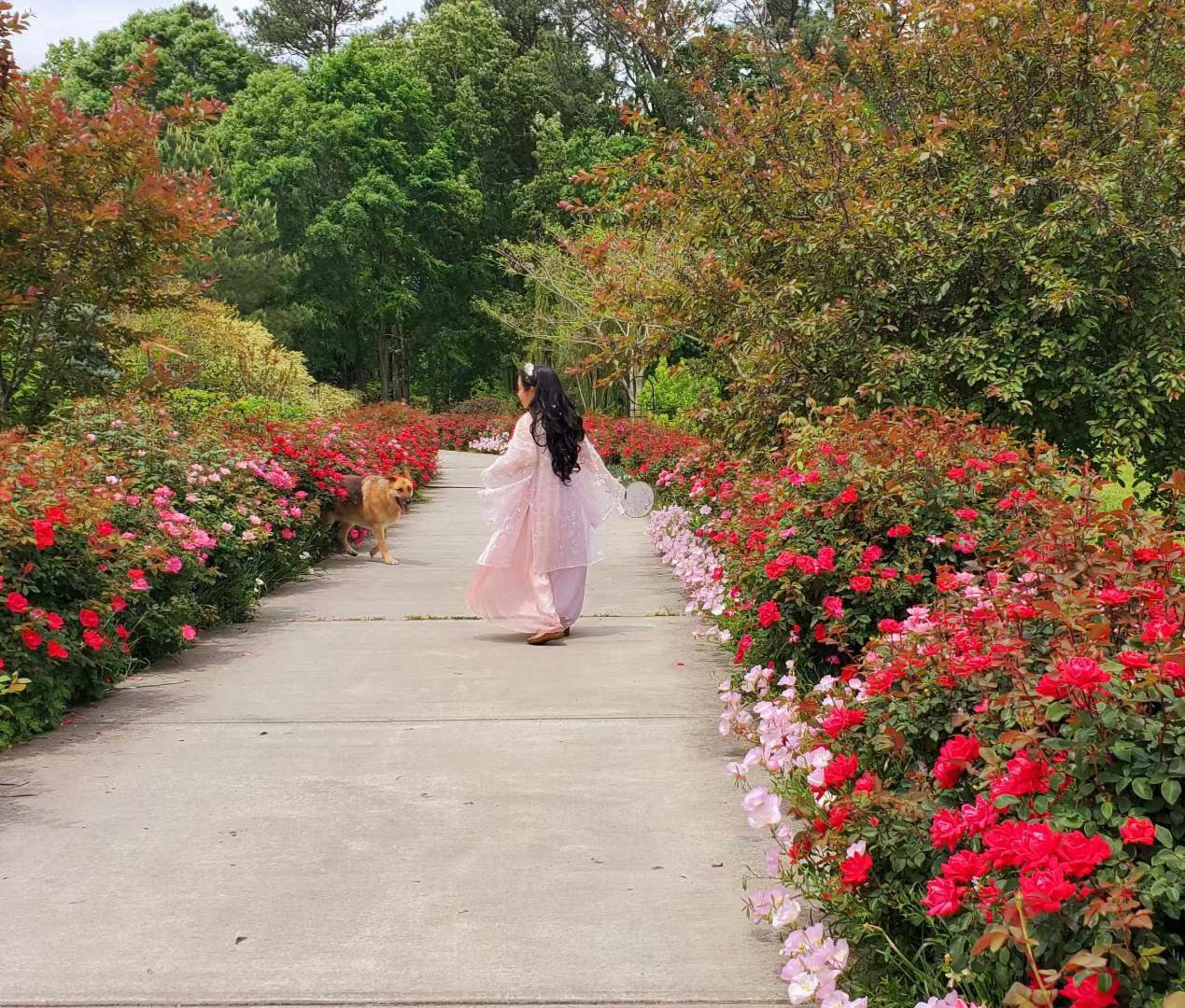 A person in a pink outfit walks along a concrete pathway surrounded by blooming roses and greenery.