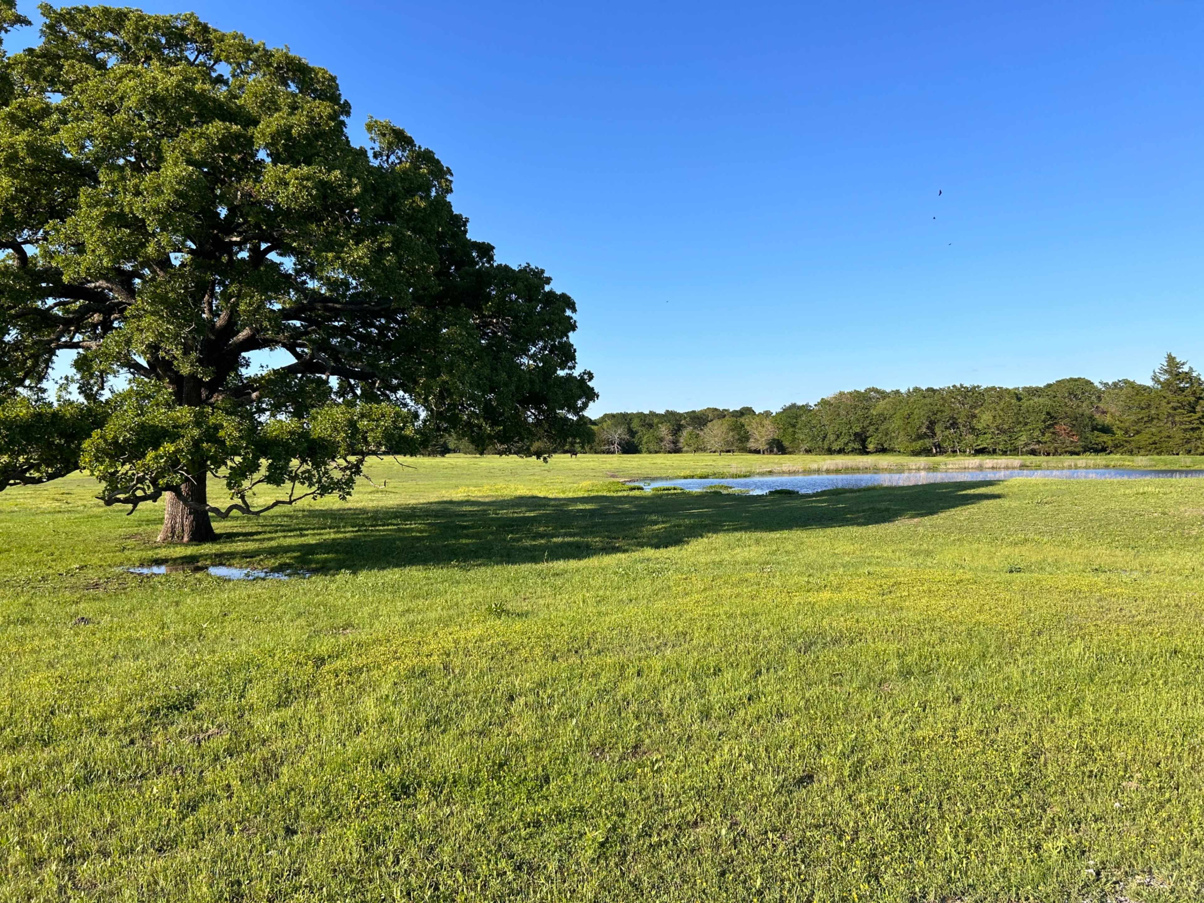 A large tree stands on the left side of a grassy field with a small pond in the distance under a clear blue sky.