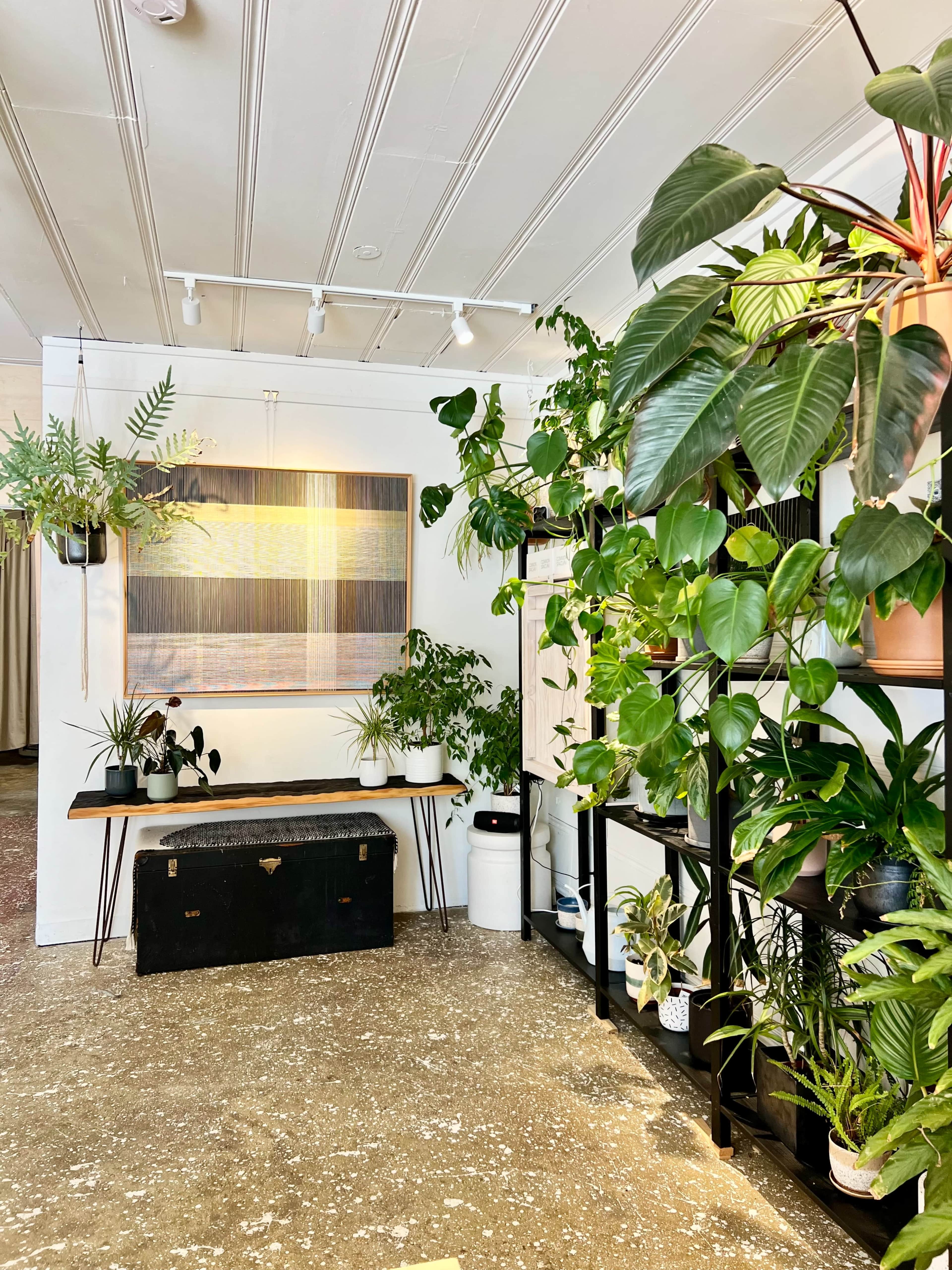 The image shows a room with various indoor plants, a wooden bench, and a large piece of artwork hanging on the wall.