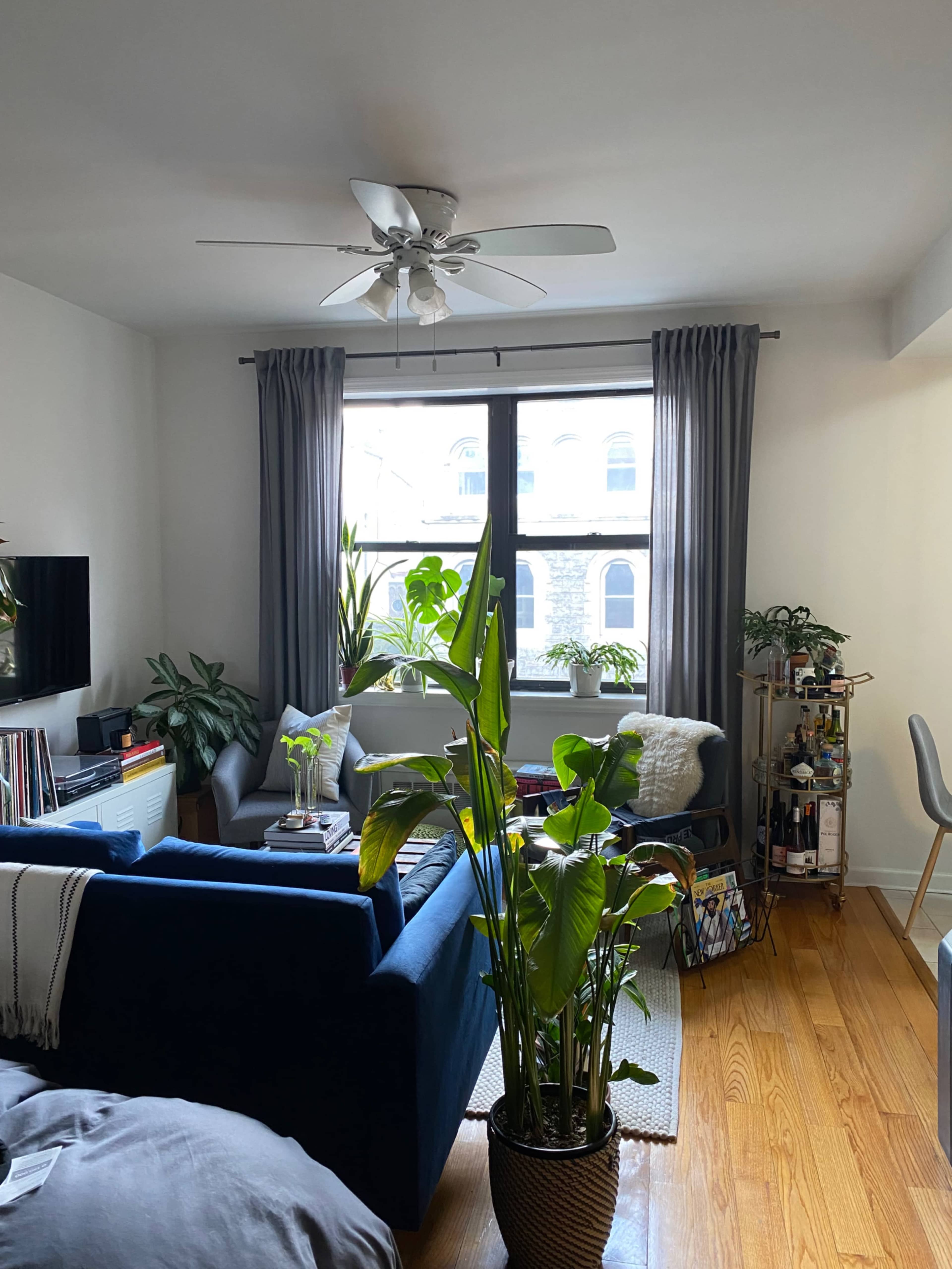 A bright living room features a blue couch, indoor plants, and a fan above a window with gray curtains.