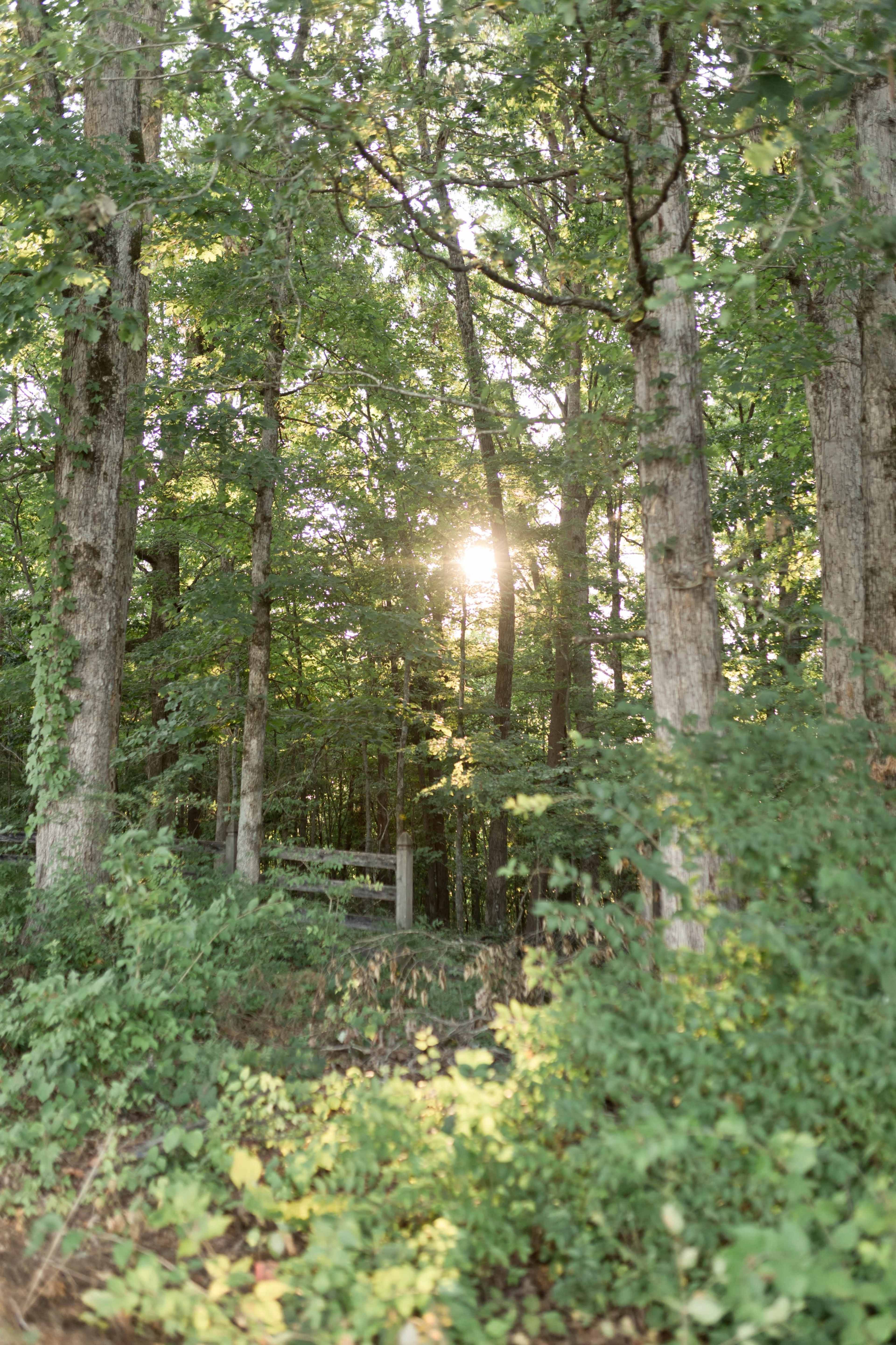 Sunlight filters through the trees in a wooded area.