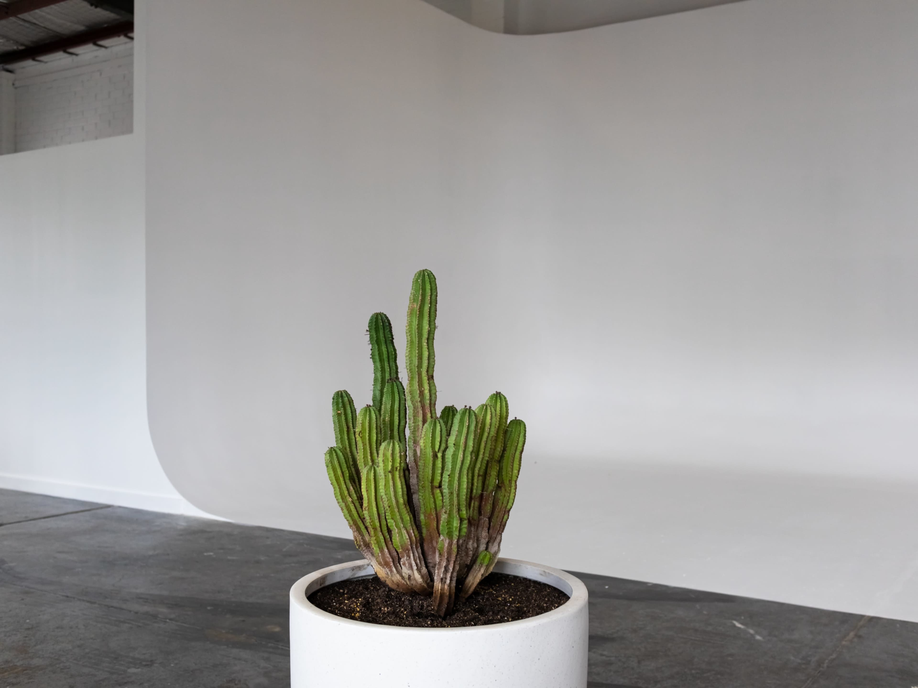 A tall cactus is planted in a white pot, positioned in front of a smooth, curved white backdrop in an indoor space.