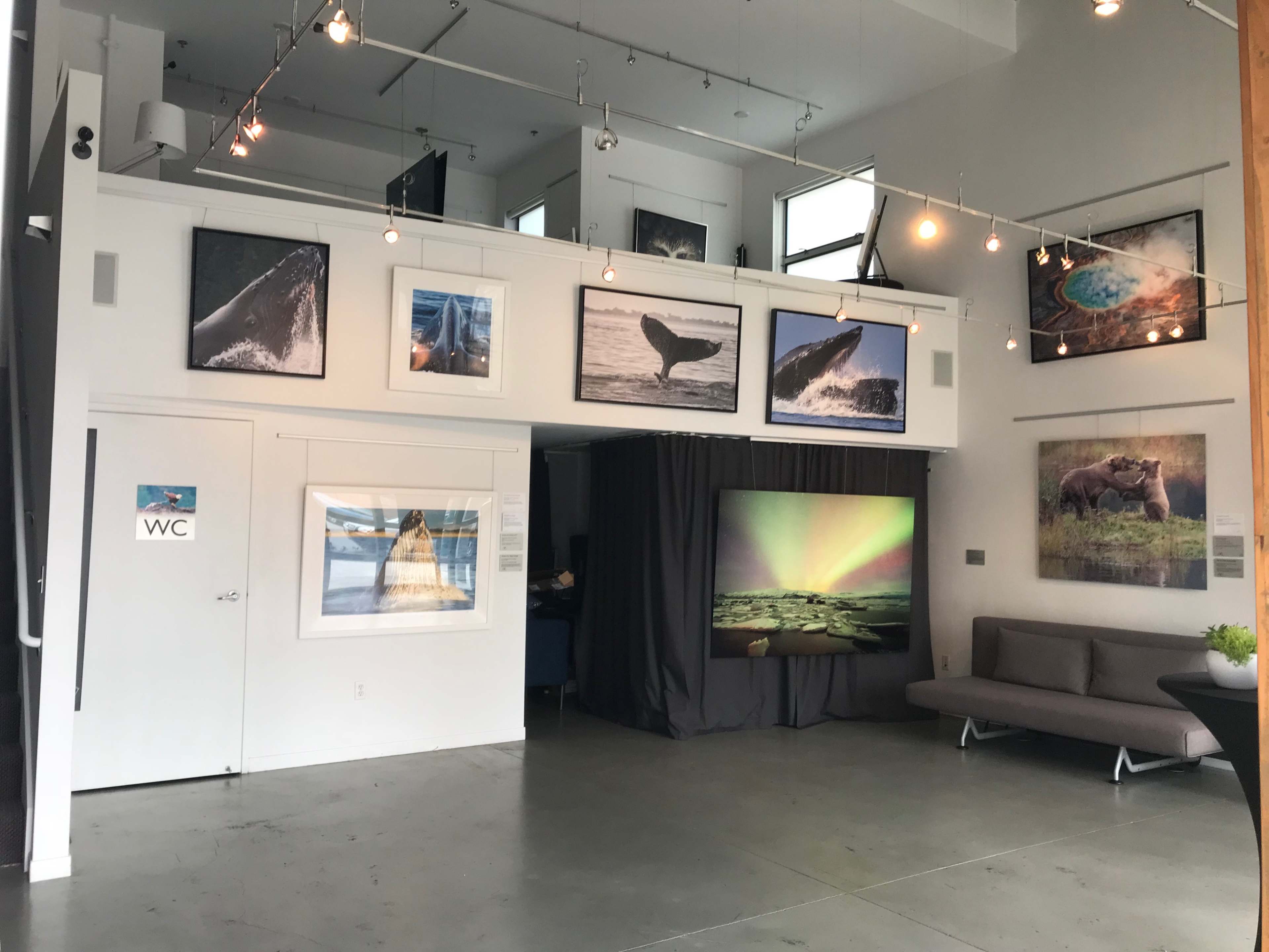 An art gallery featuring various wildlife photographs displayed on the walls, with a seating area and a partitioned space in the corner.
