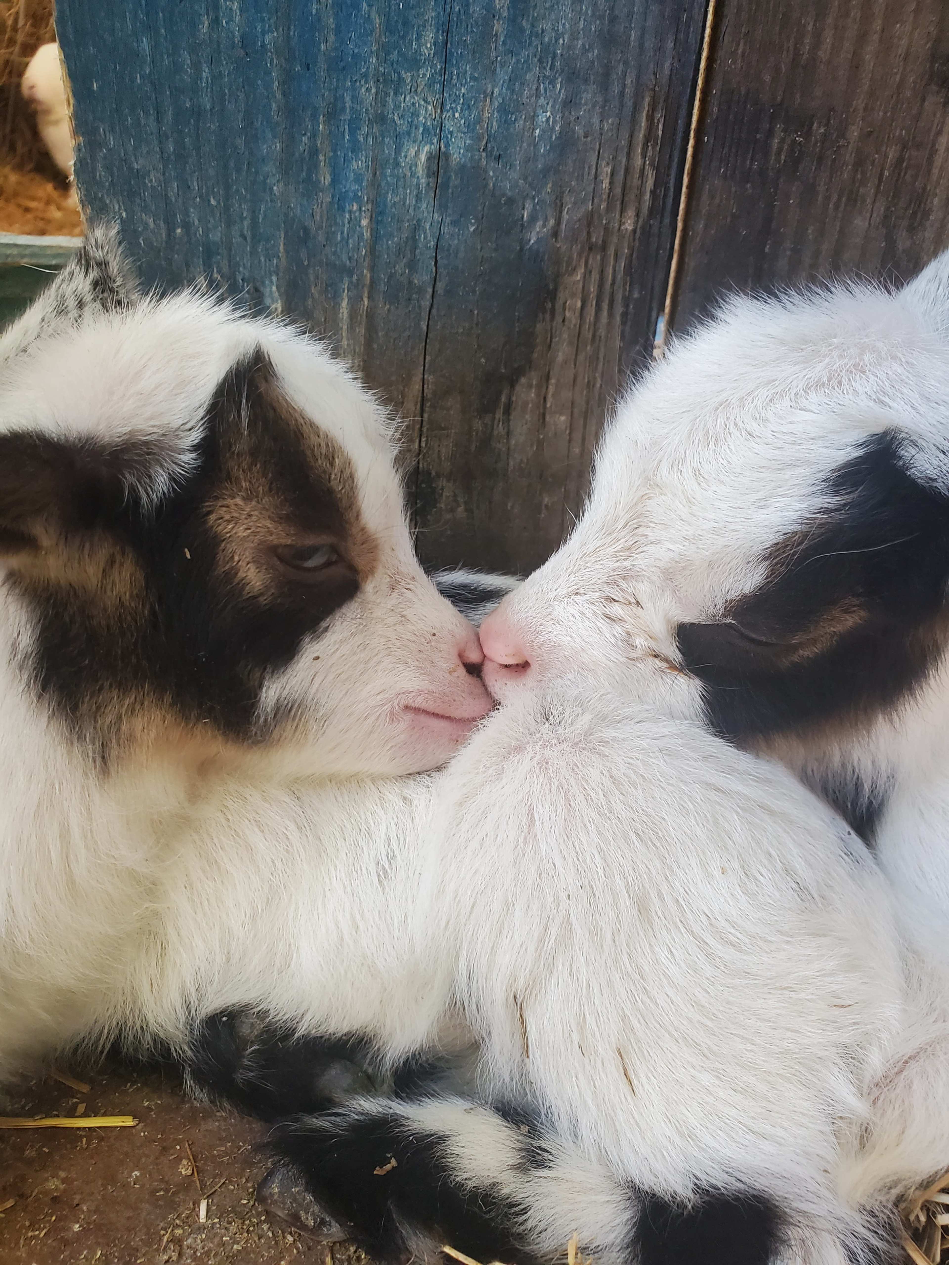 Two young goats are touching noses while lying down next to each other.