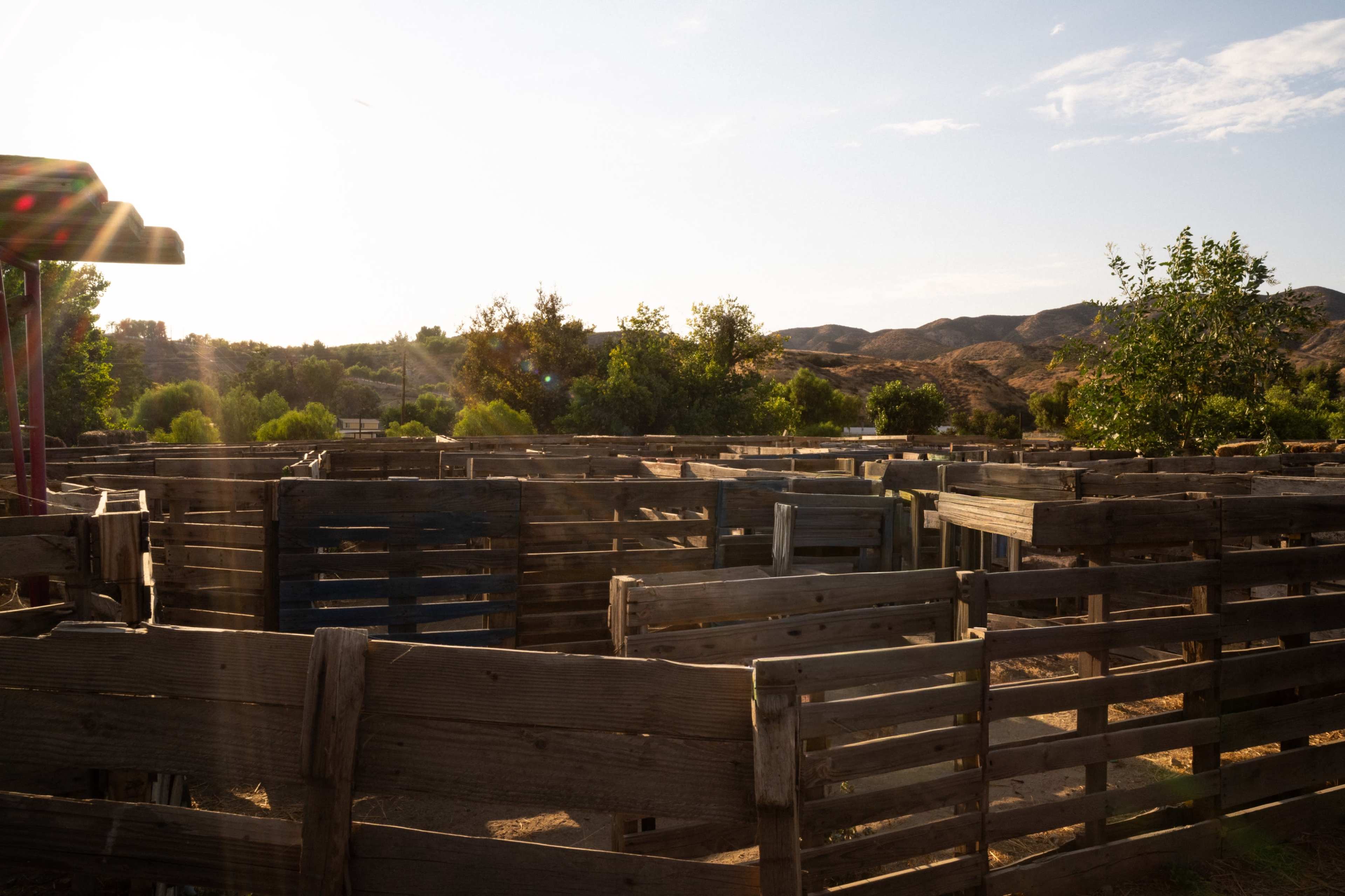 The image shows a series of wooden pens arranged in an outdoor area, with trees and hills in the background under a clear sky.