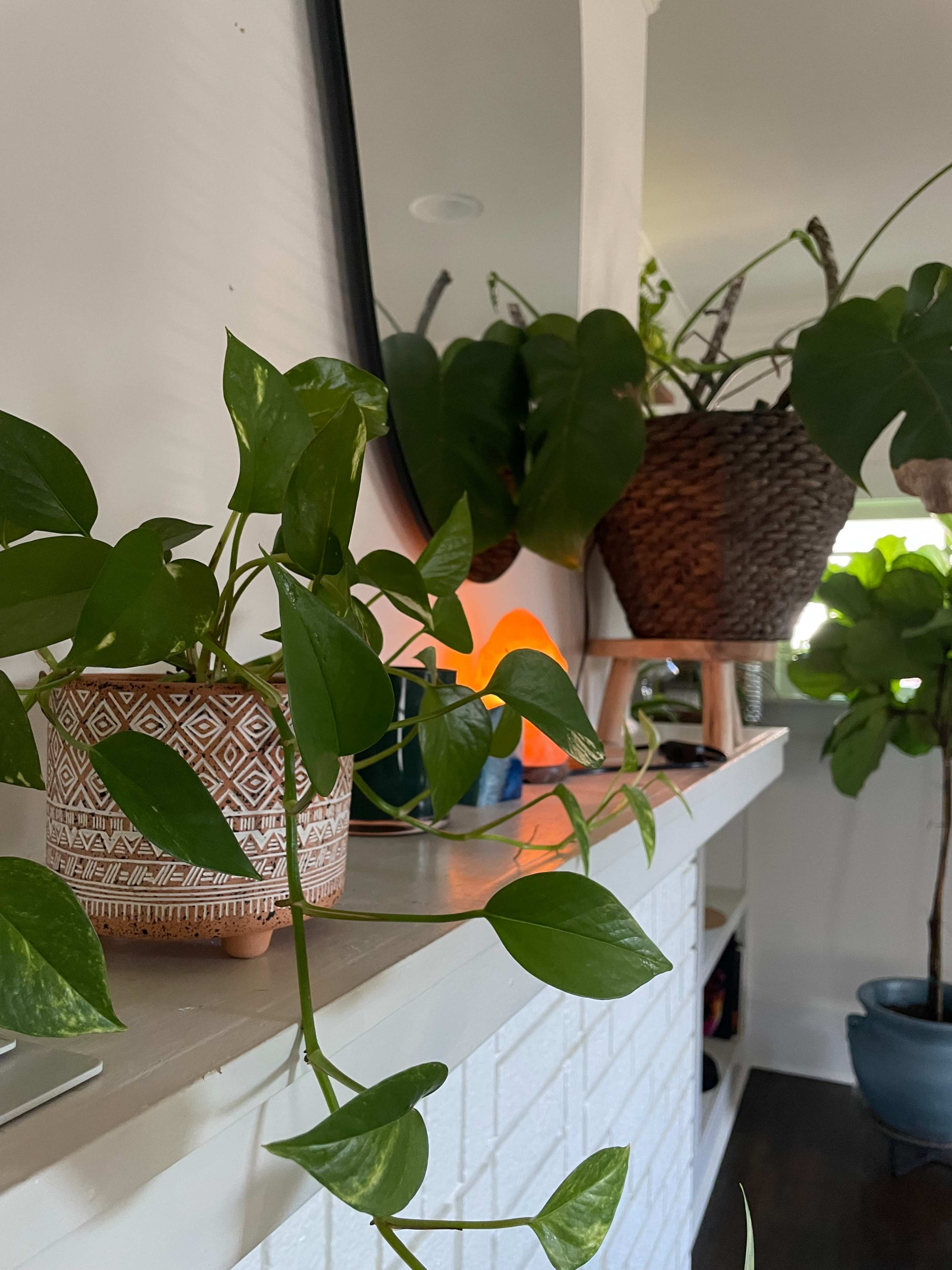 The image features various green plants placed on a white mantel, with a mirror reflecting the scene.