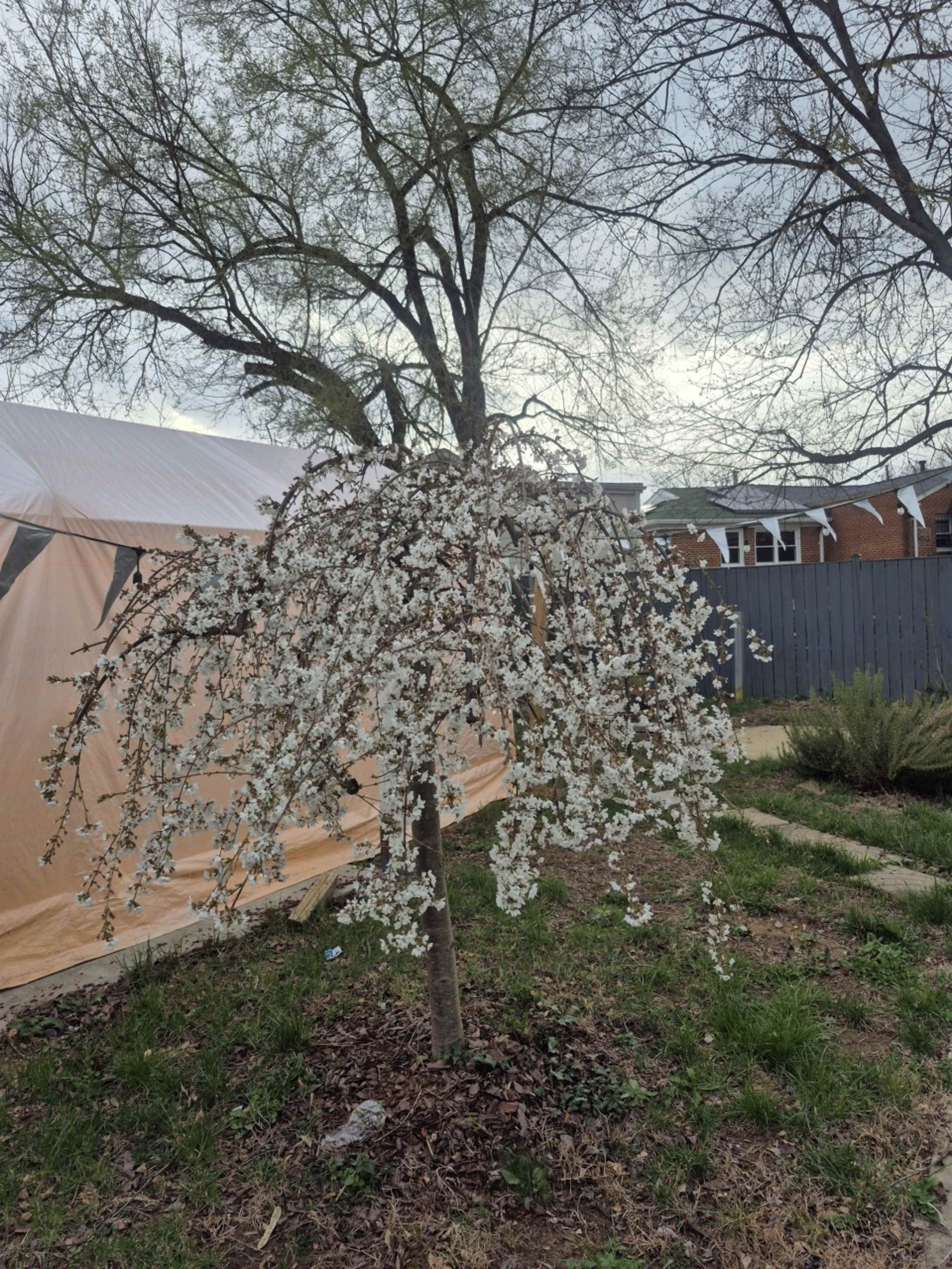 A flowering tree with cascading white blossoms stands in a yard beside a large tent and a wooden fence.