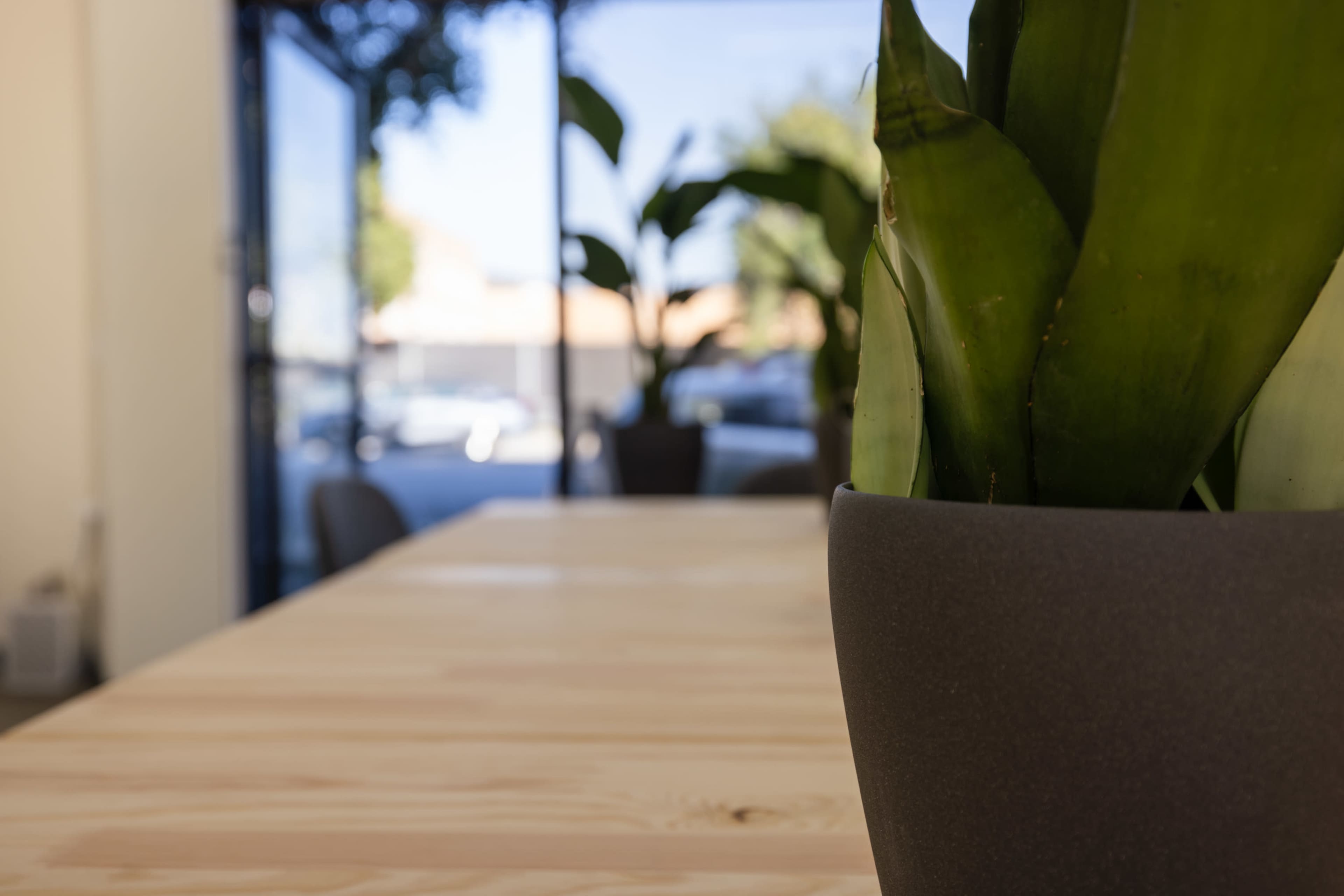 A close-up of a potted plant on a wooden table with large glass windows in the background.