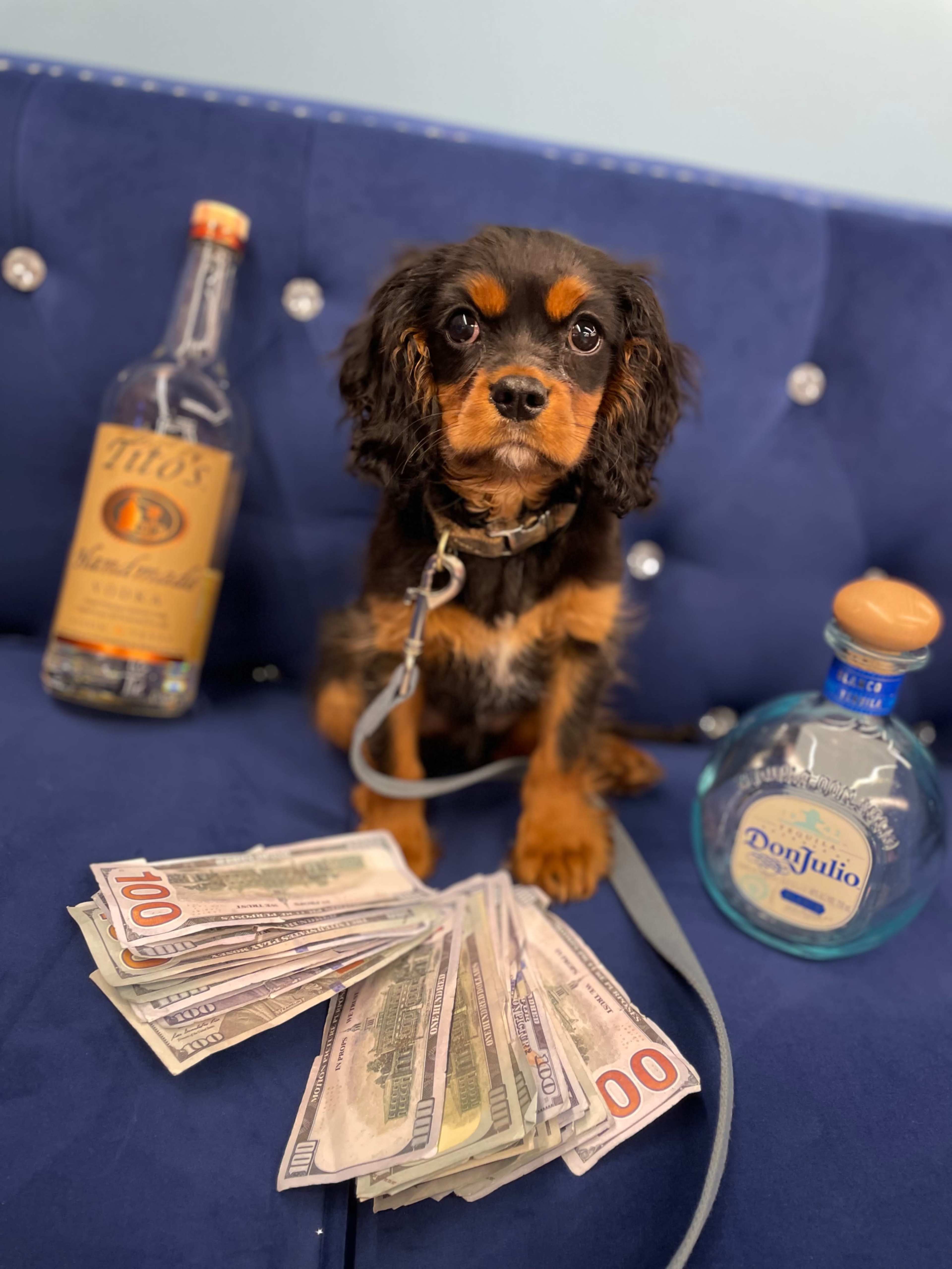 A dog sits on a blue couch surrounded by bottles of alcohol and a spread of cash.